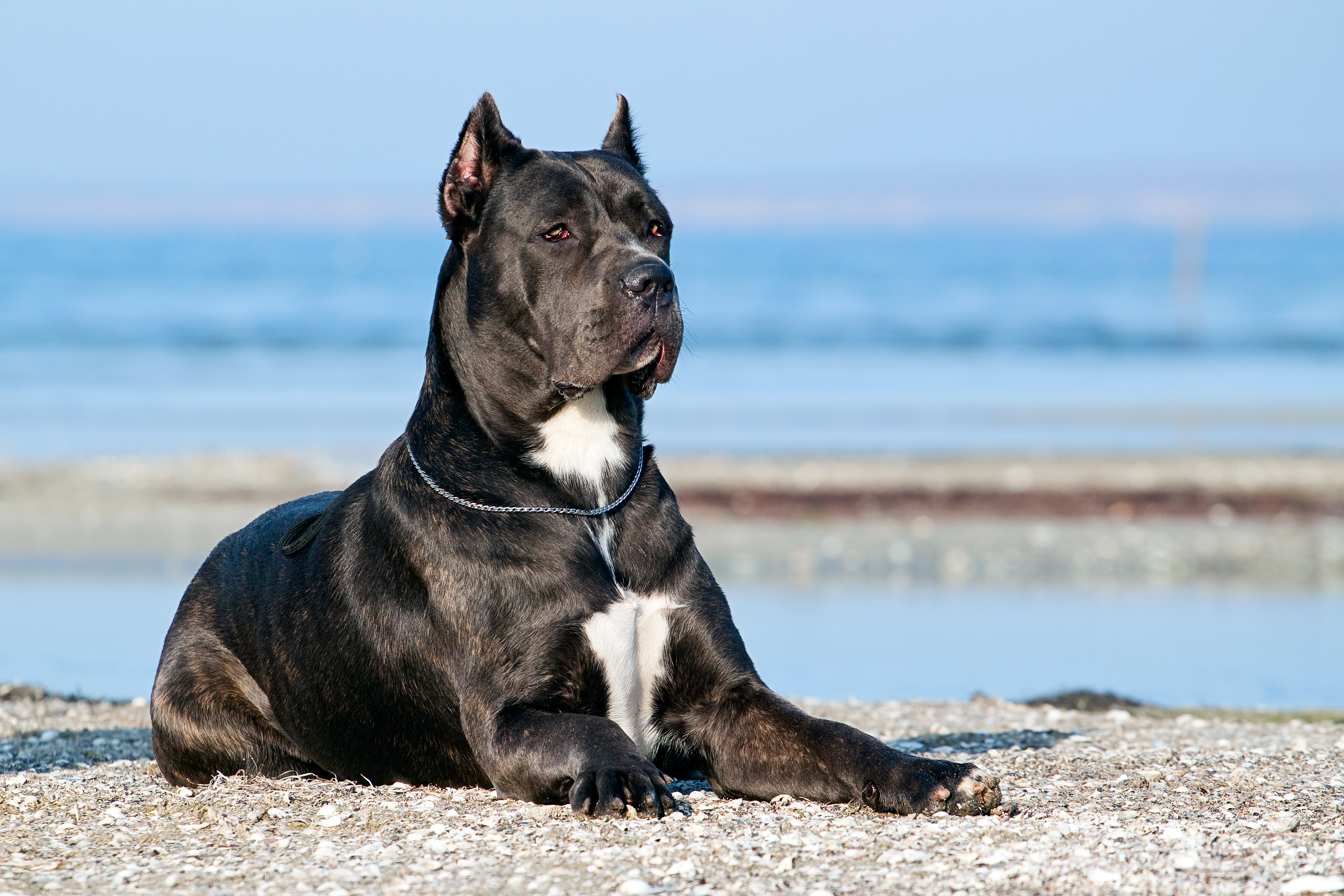 Cane corso