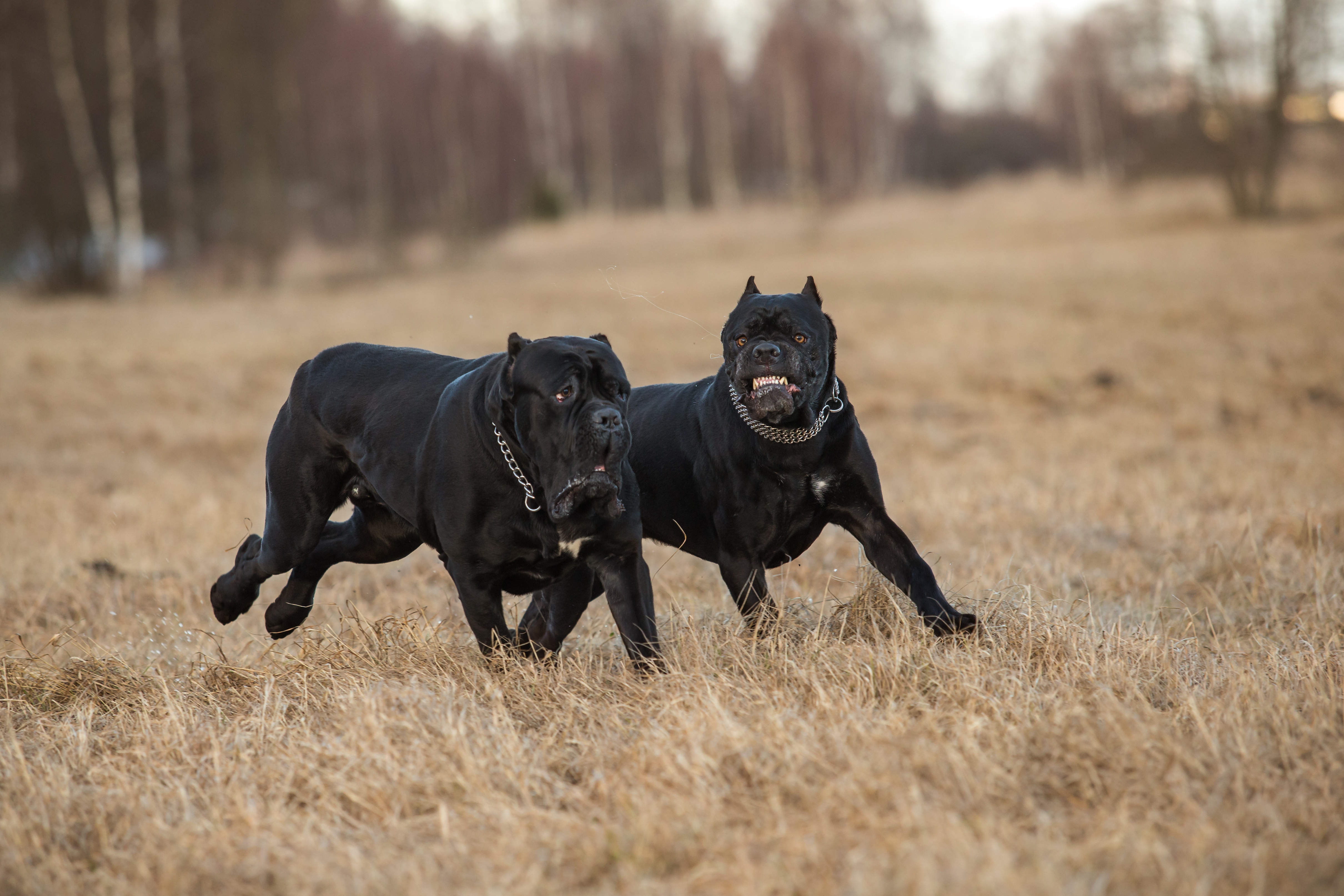 Cane corso dogs play in a field