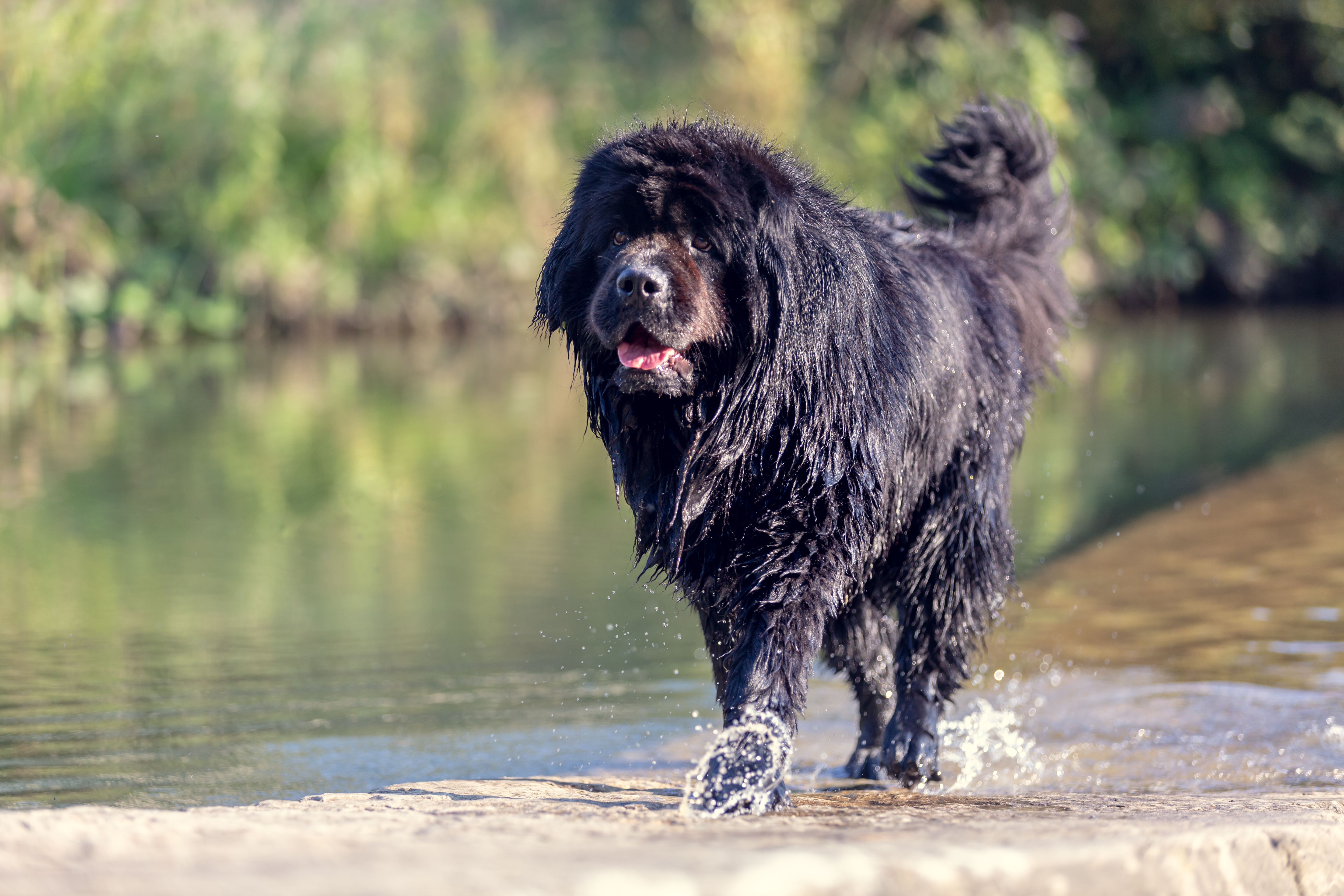 Newfoundland dog