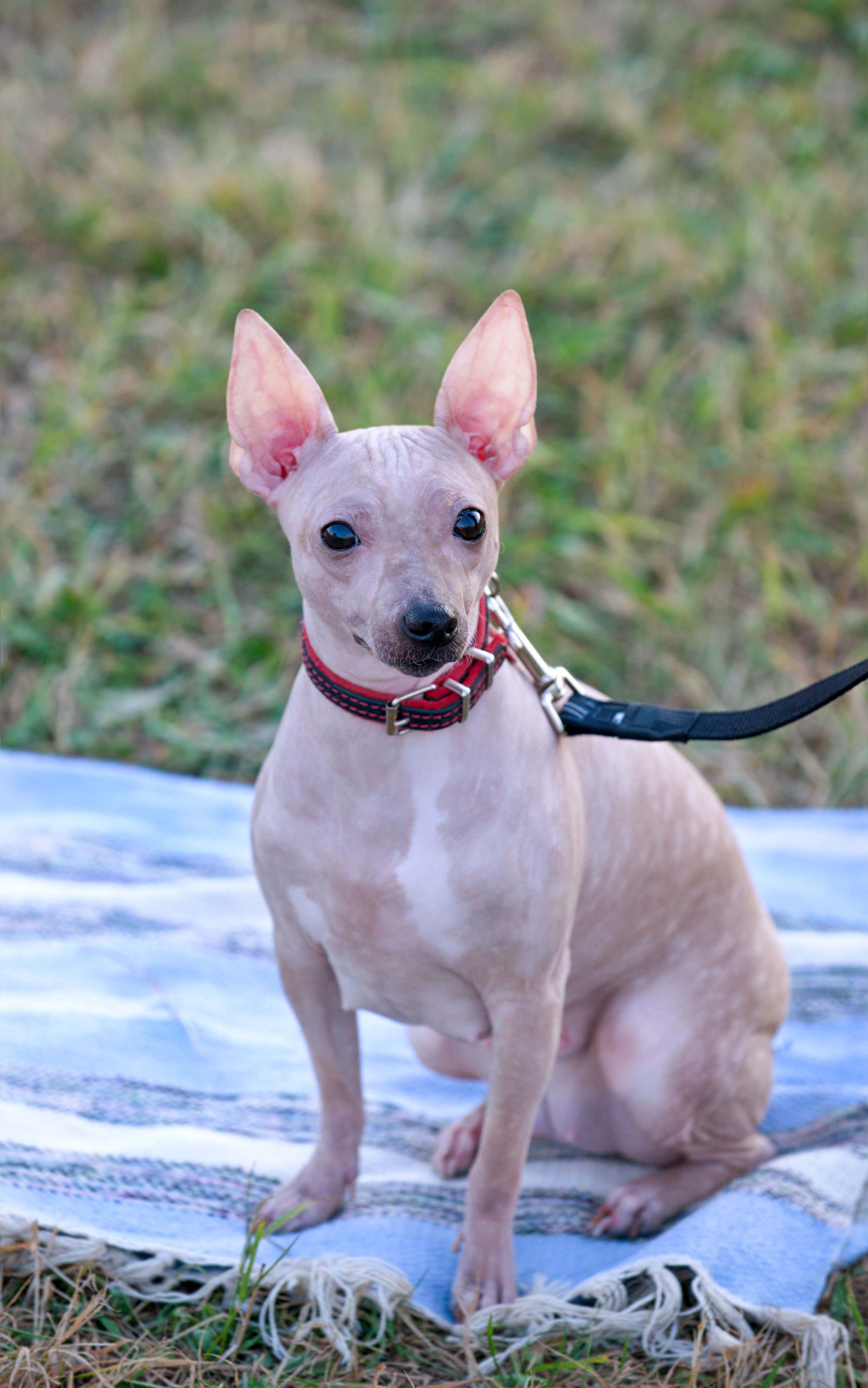 American hairless terrier