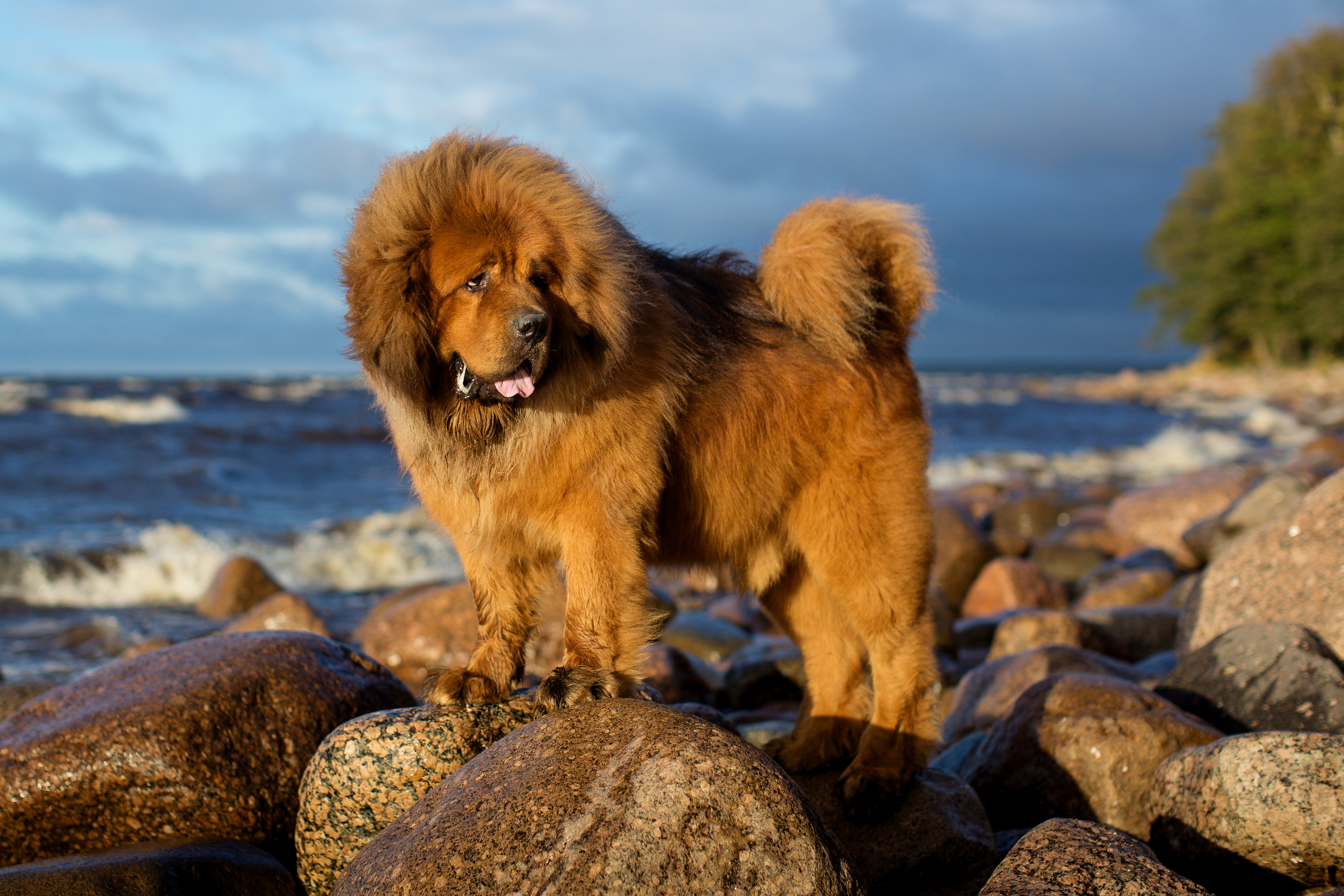 Tibetan mastiff