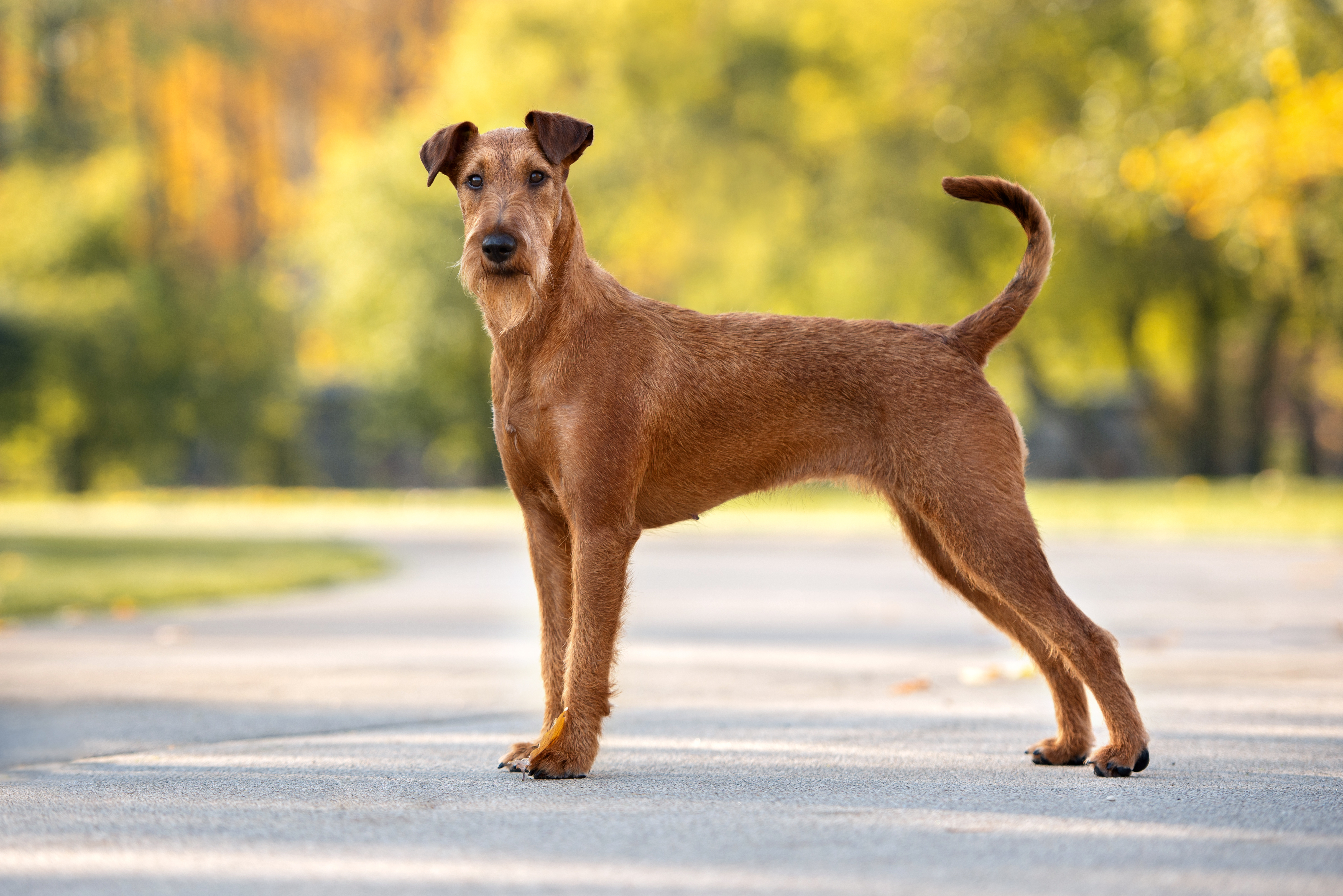 Irish terrier