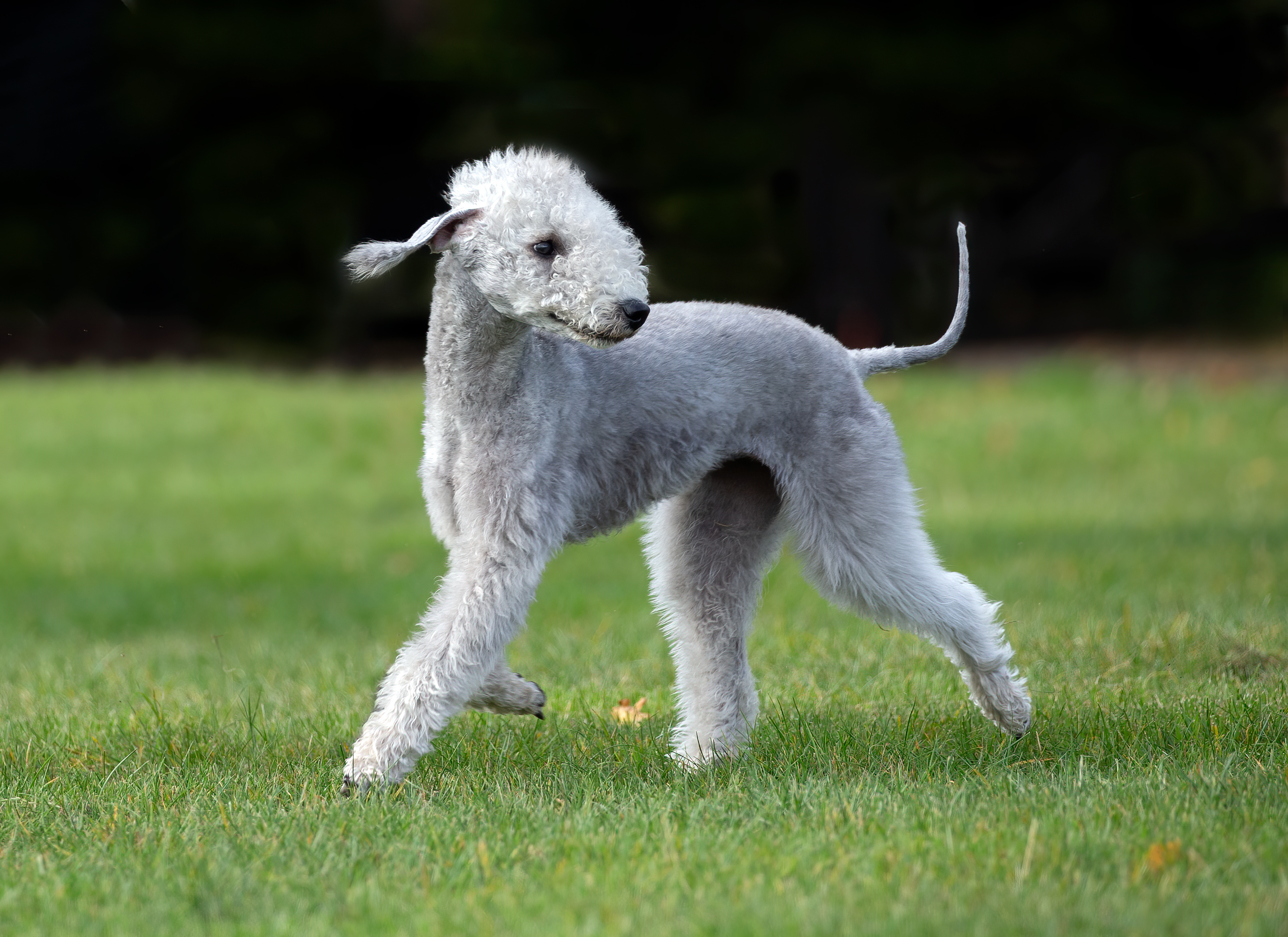 Bedlington terrier, a lamblike dog breed