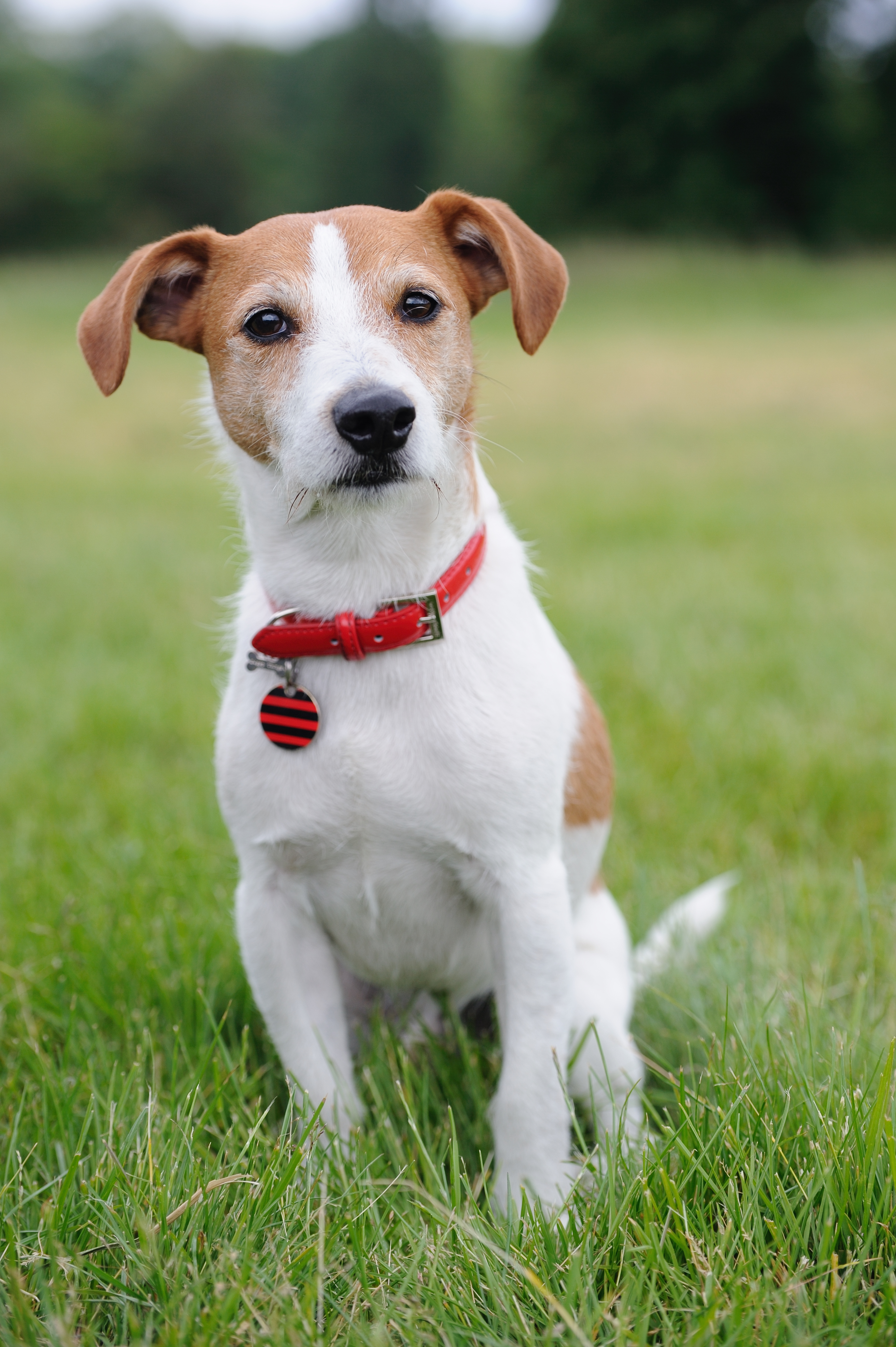 Parson Russell terrier, also known as Jack Russell terrier