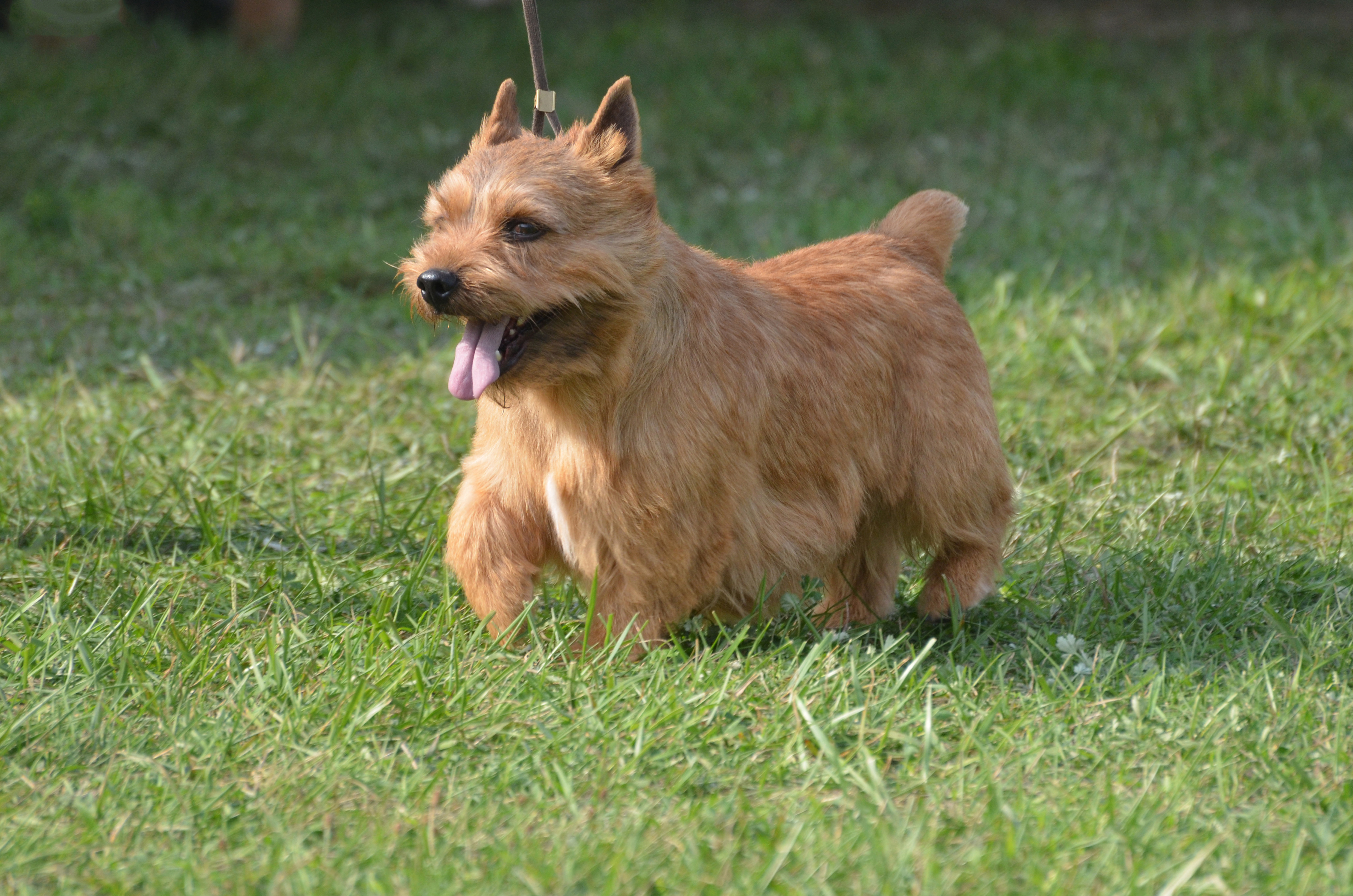 Glen of Imaal terrier