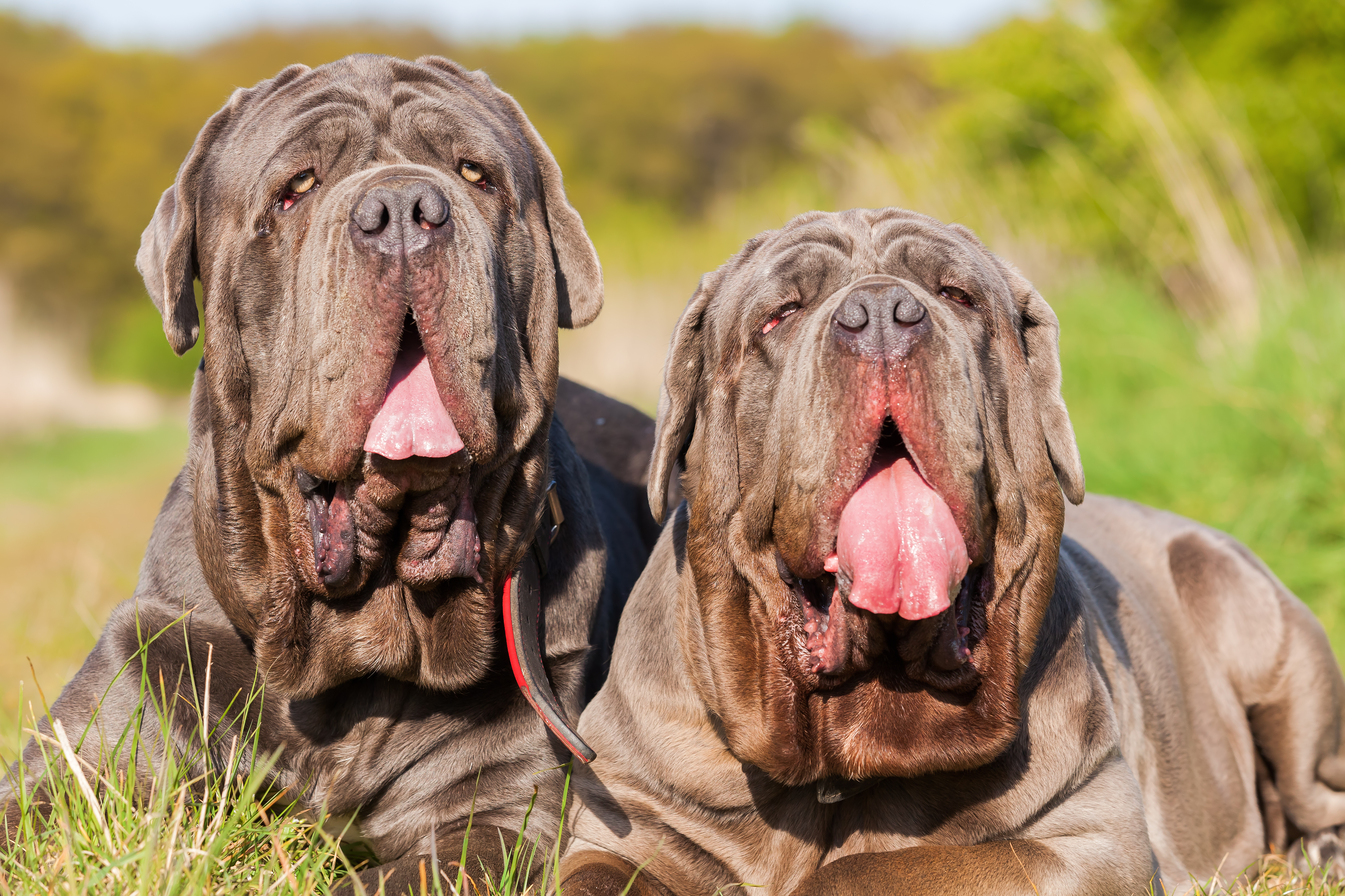 Two Neapolitan mastiffs