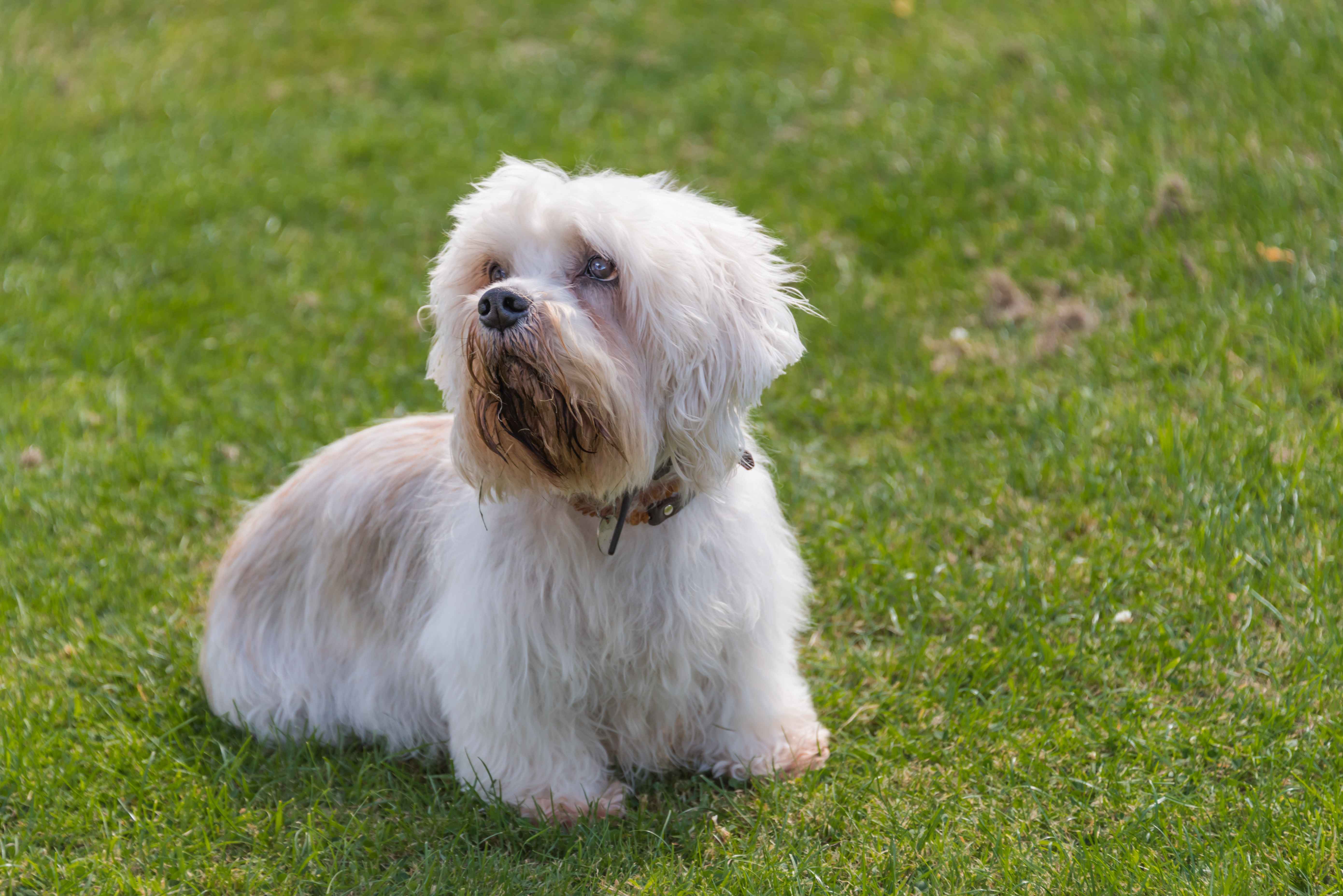 Dandie Dinmont terrier