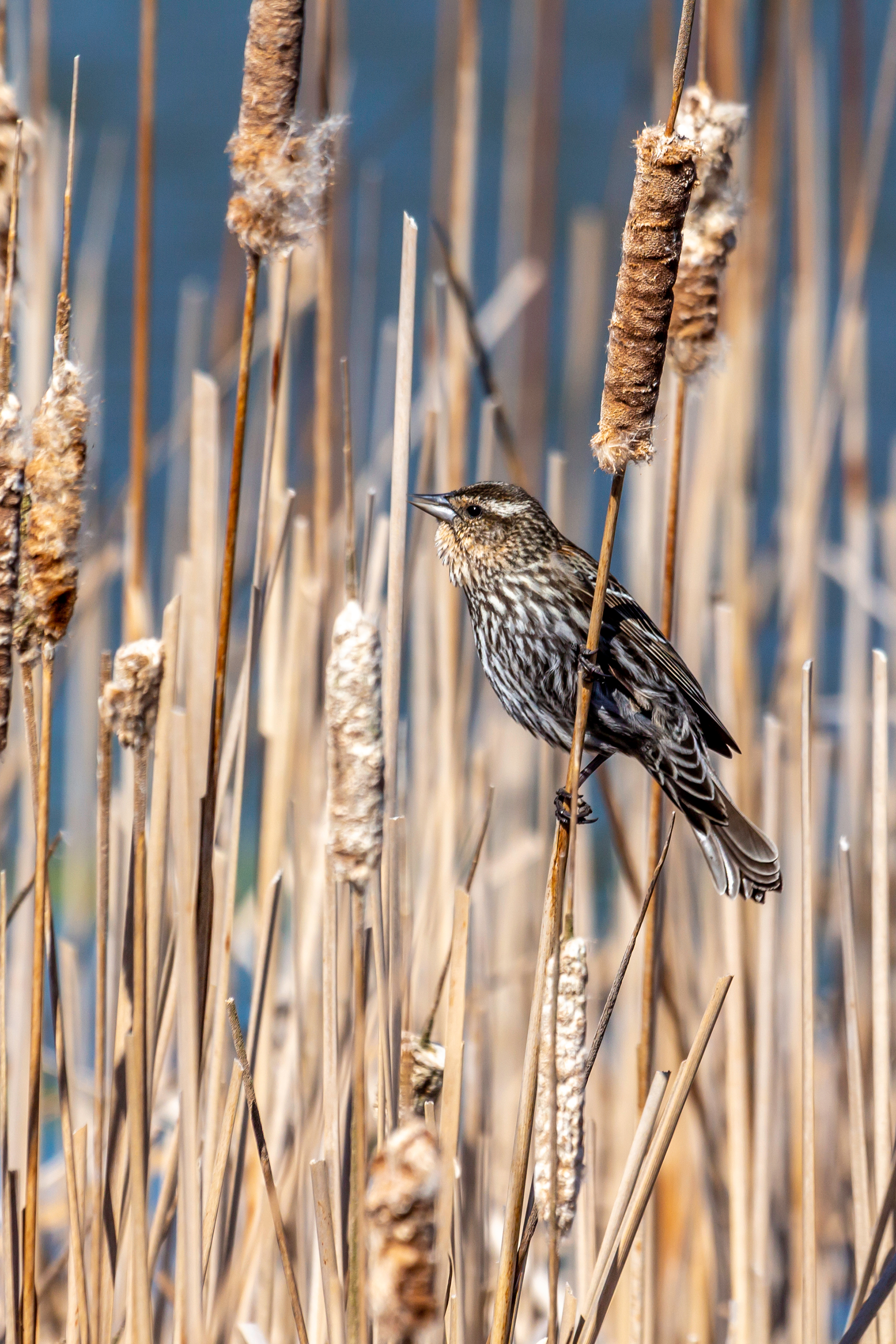 Female red-winged blackbird perched on a cattail