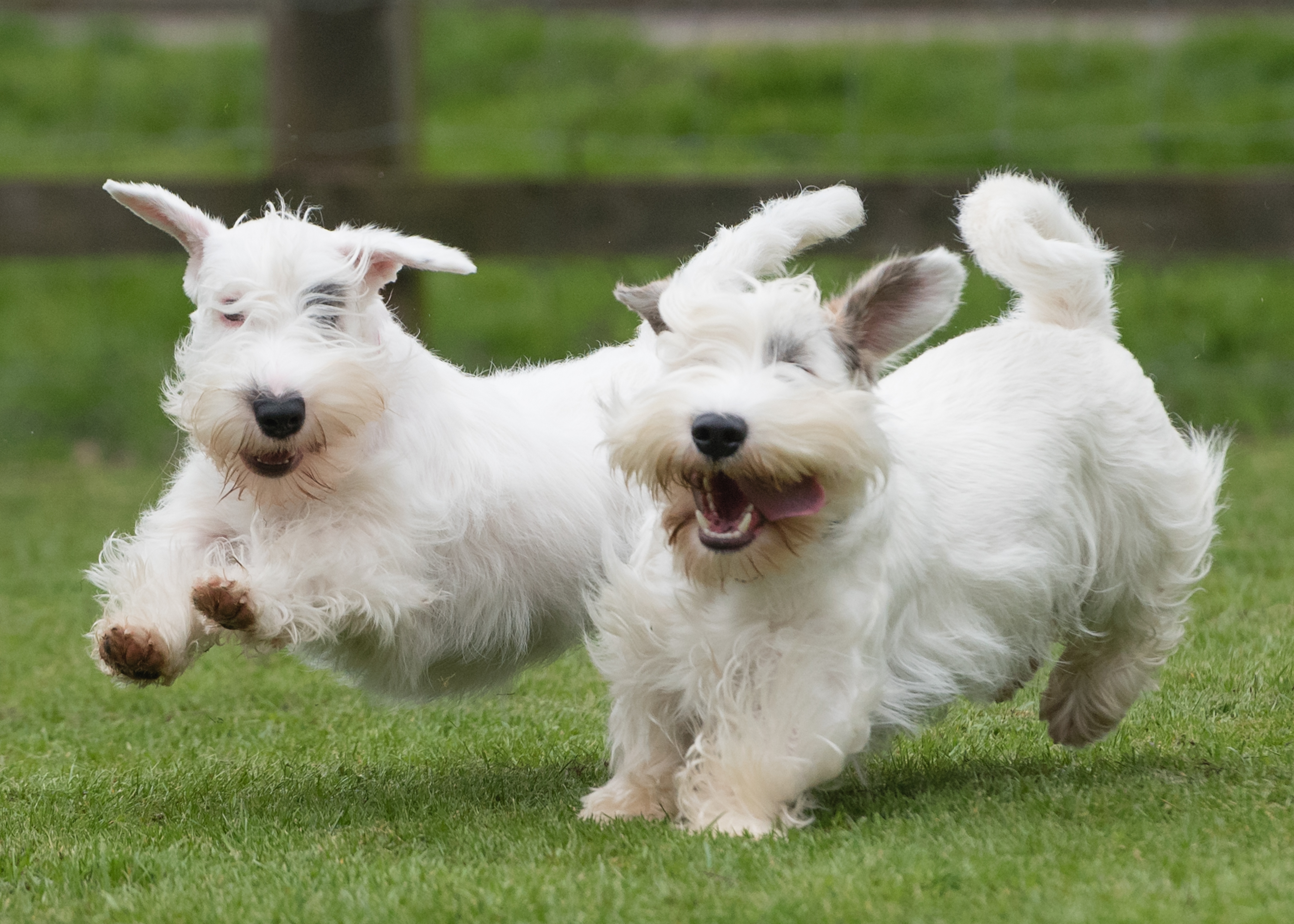 Two Sealyham terriers run together