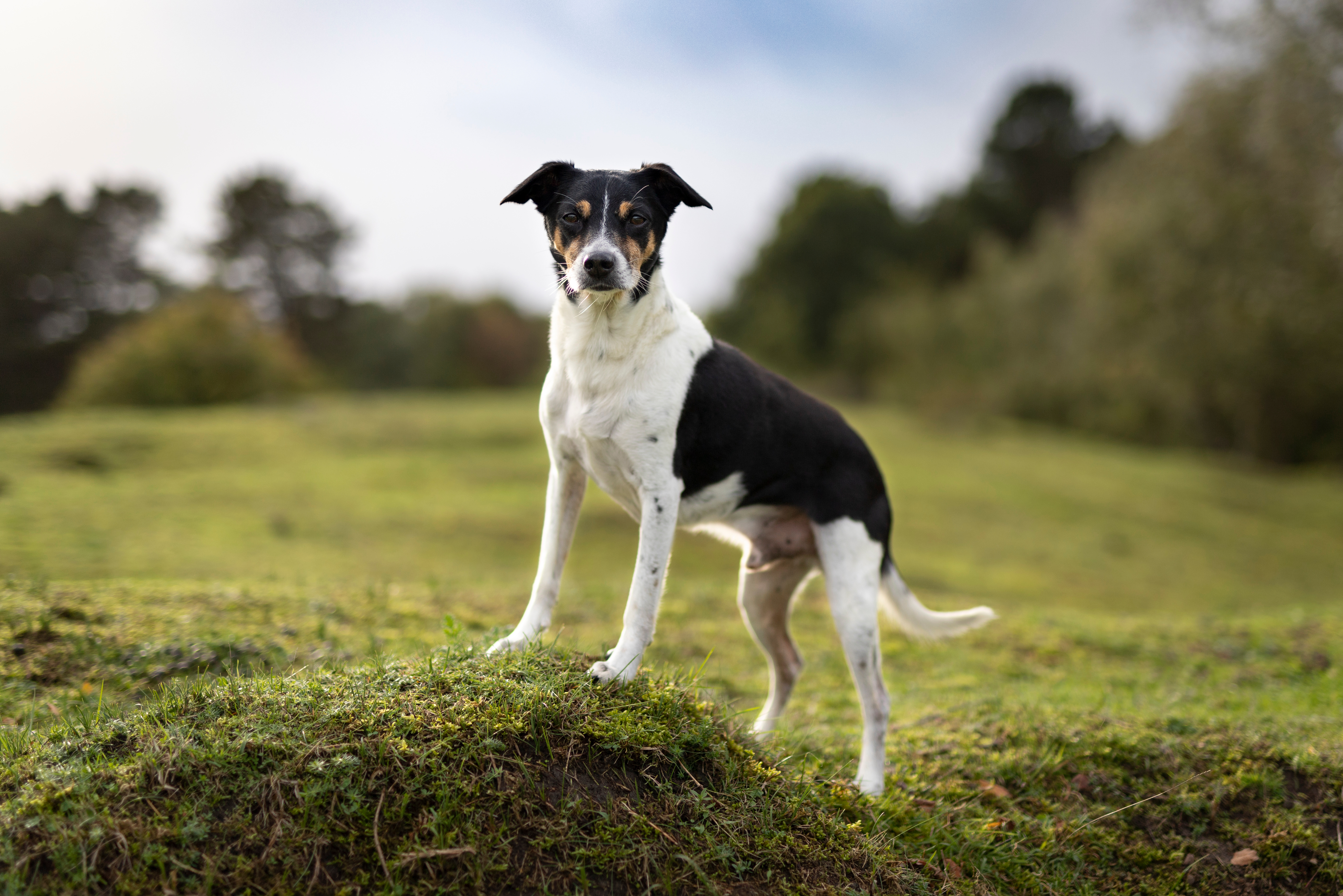 Rat terrier