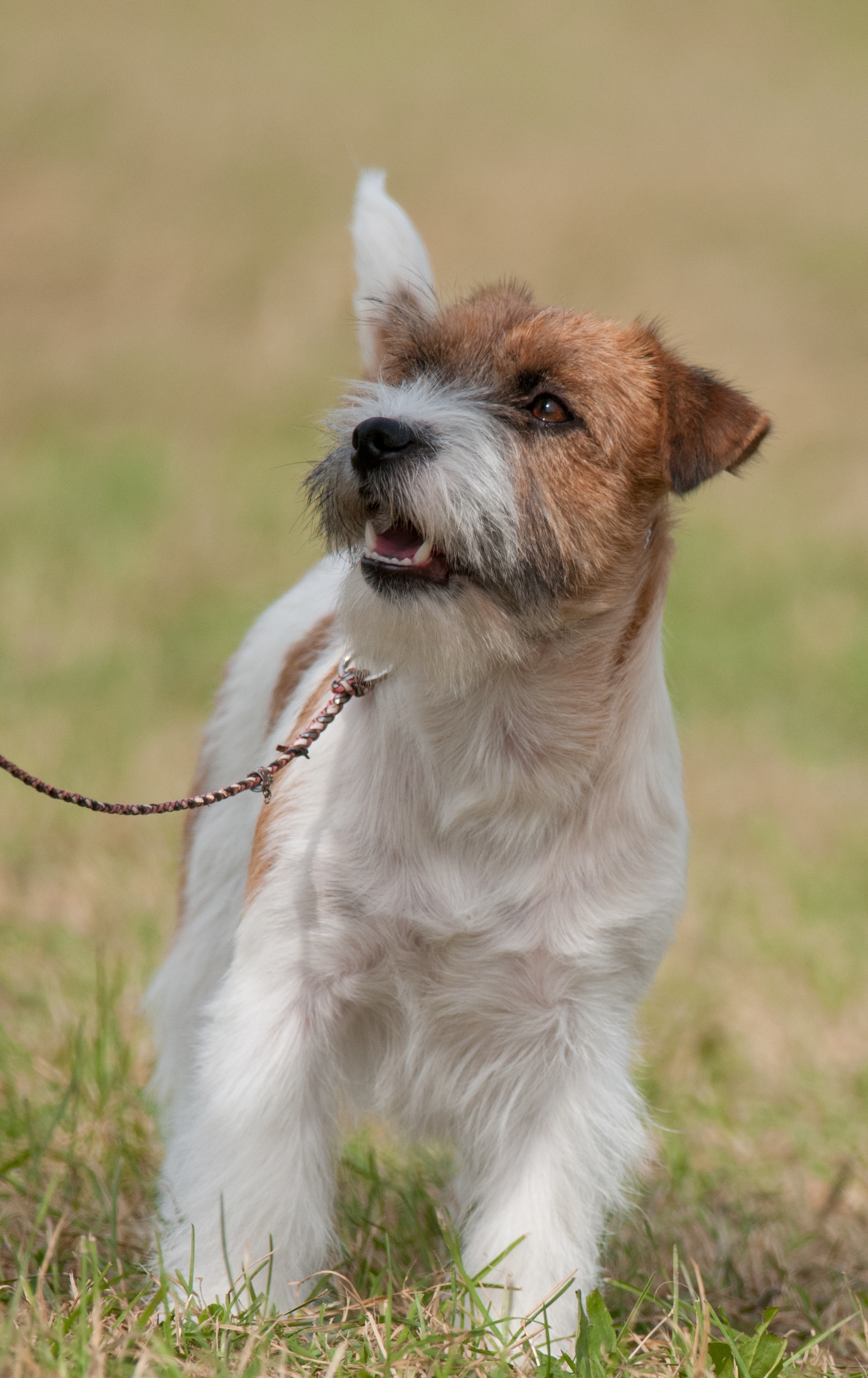 Russell terrier