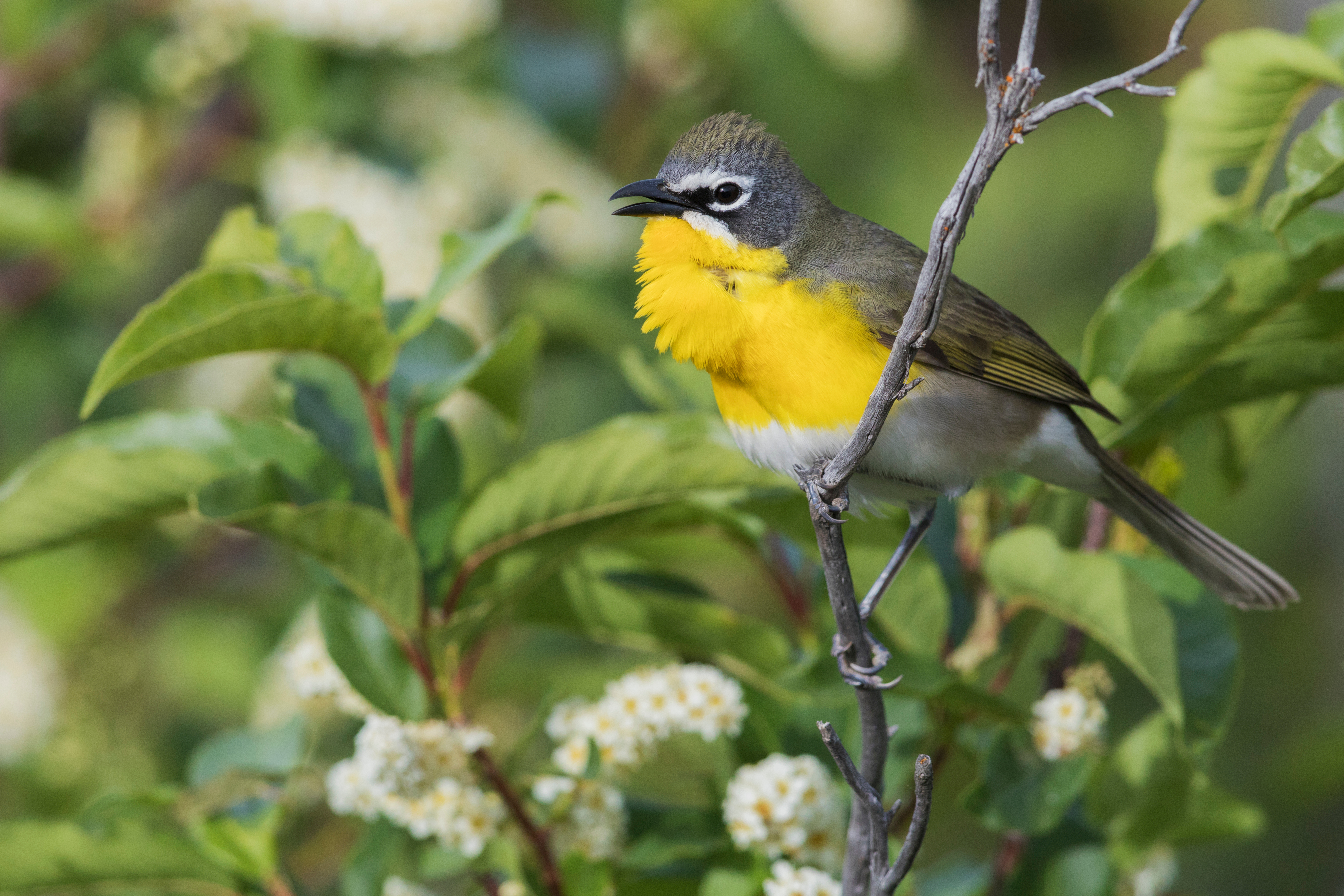 Yellow-breasted chat