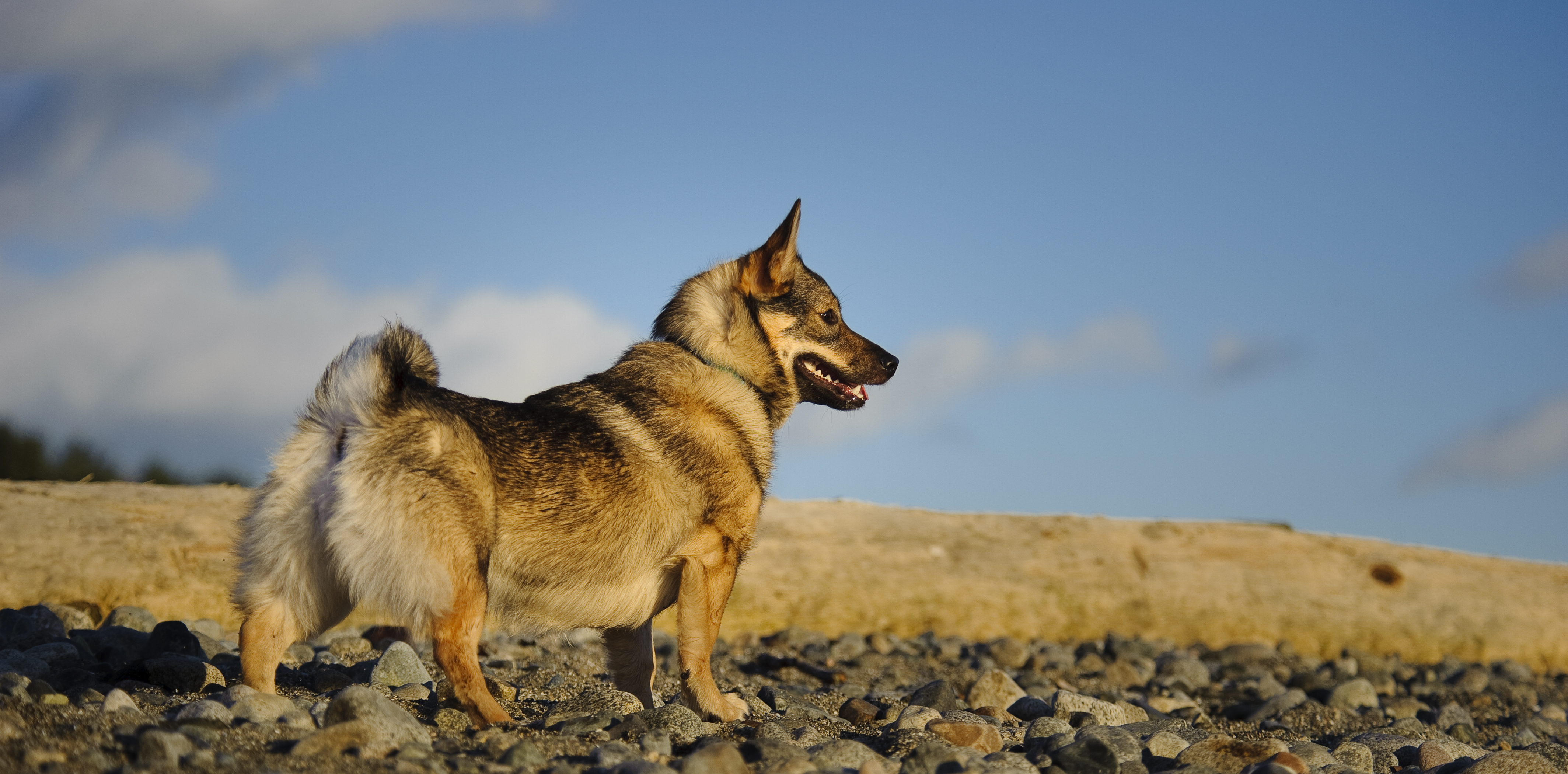 Swedish vallhund (Vastgotaspets), a corgilike herding dog