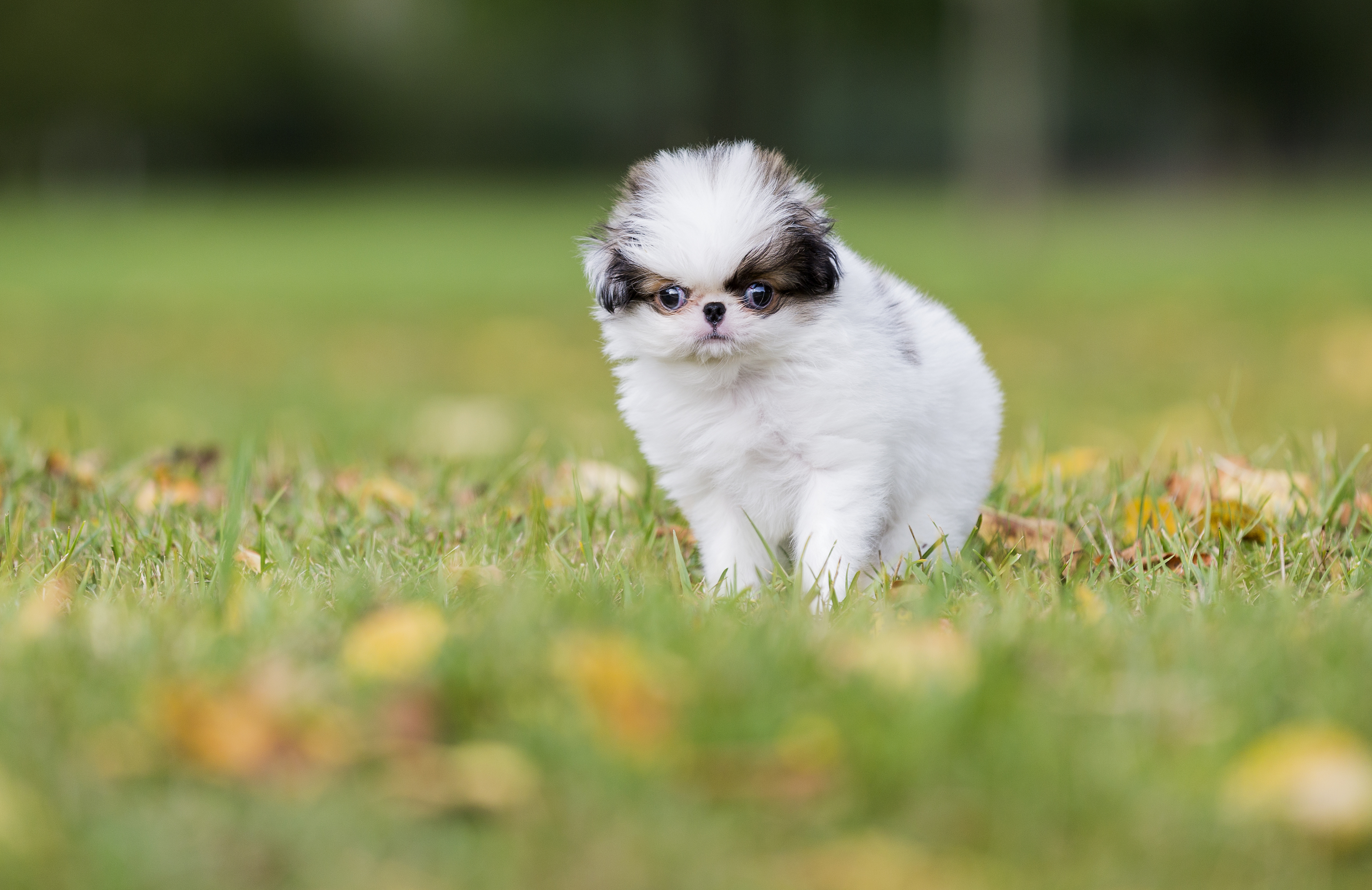 Japanese chin puppy