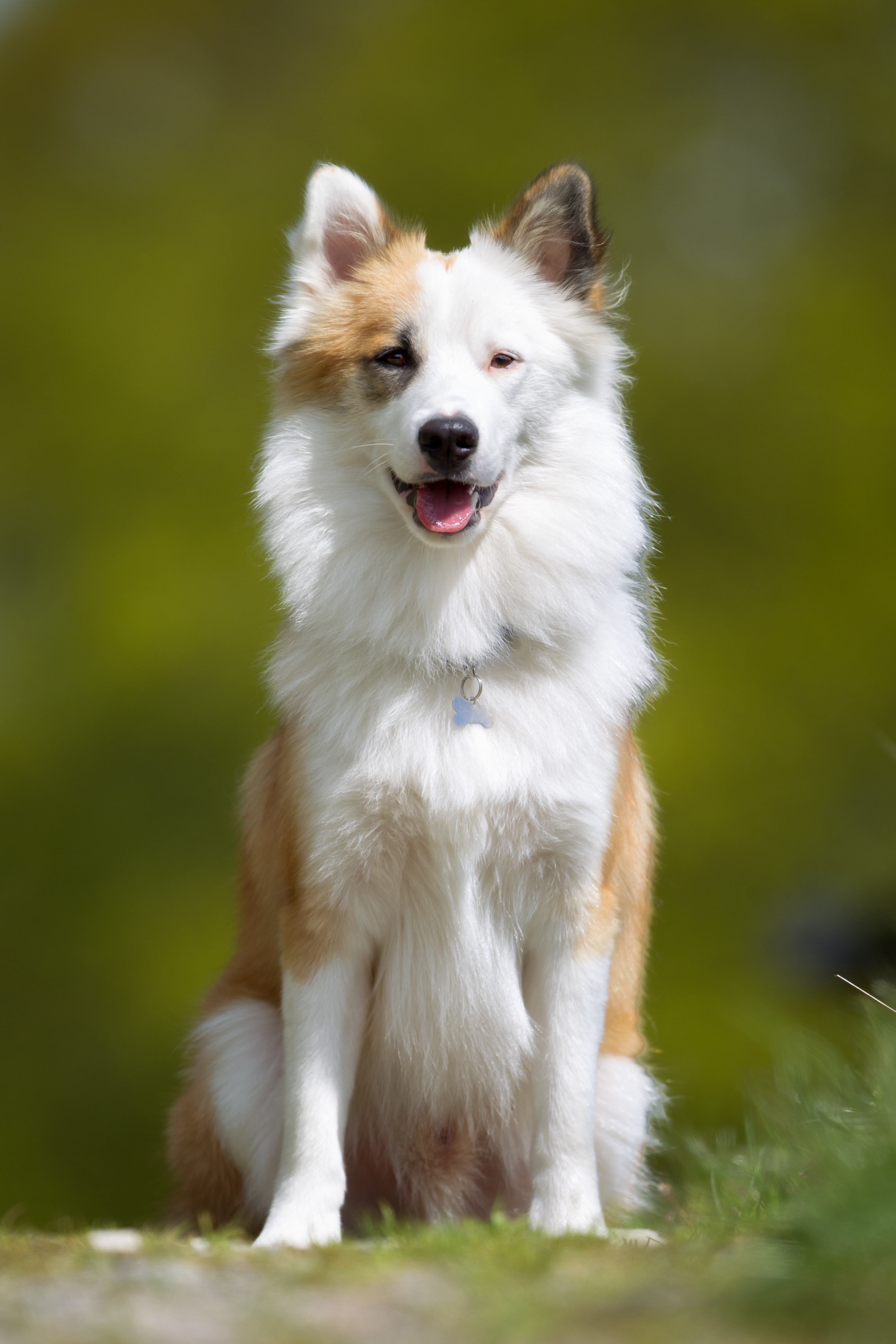 Icelandic sheepdog