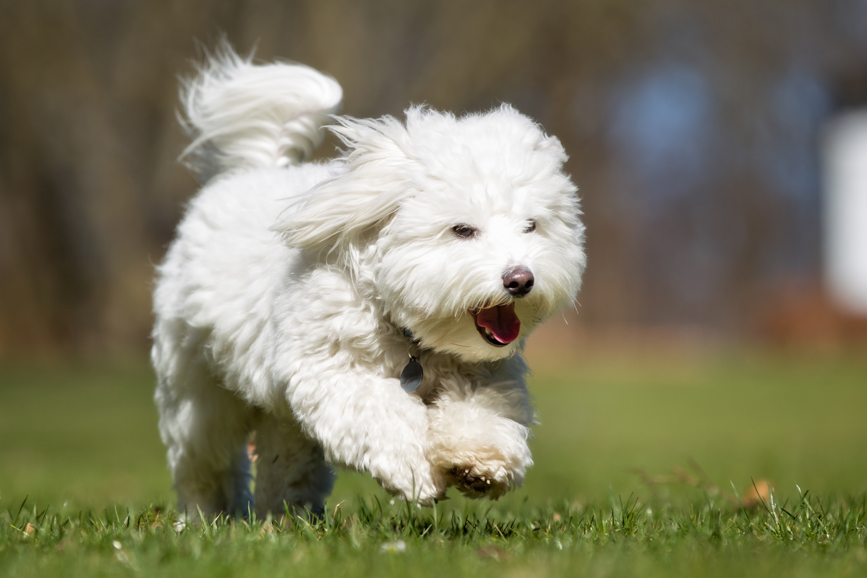 Coton de Tulear