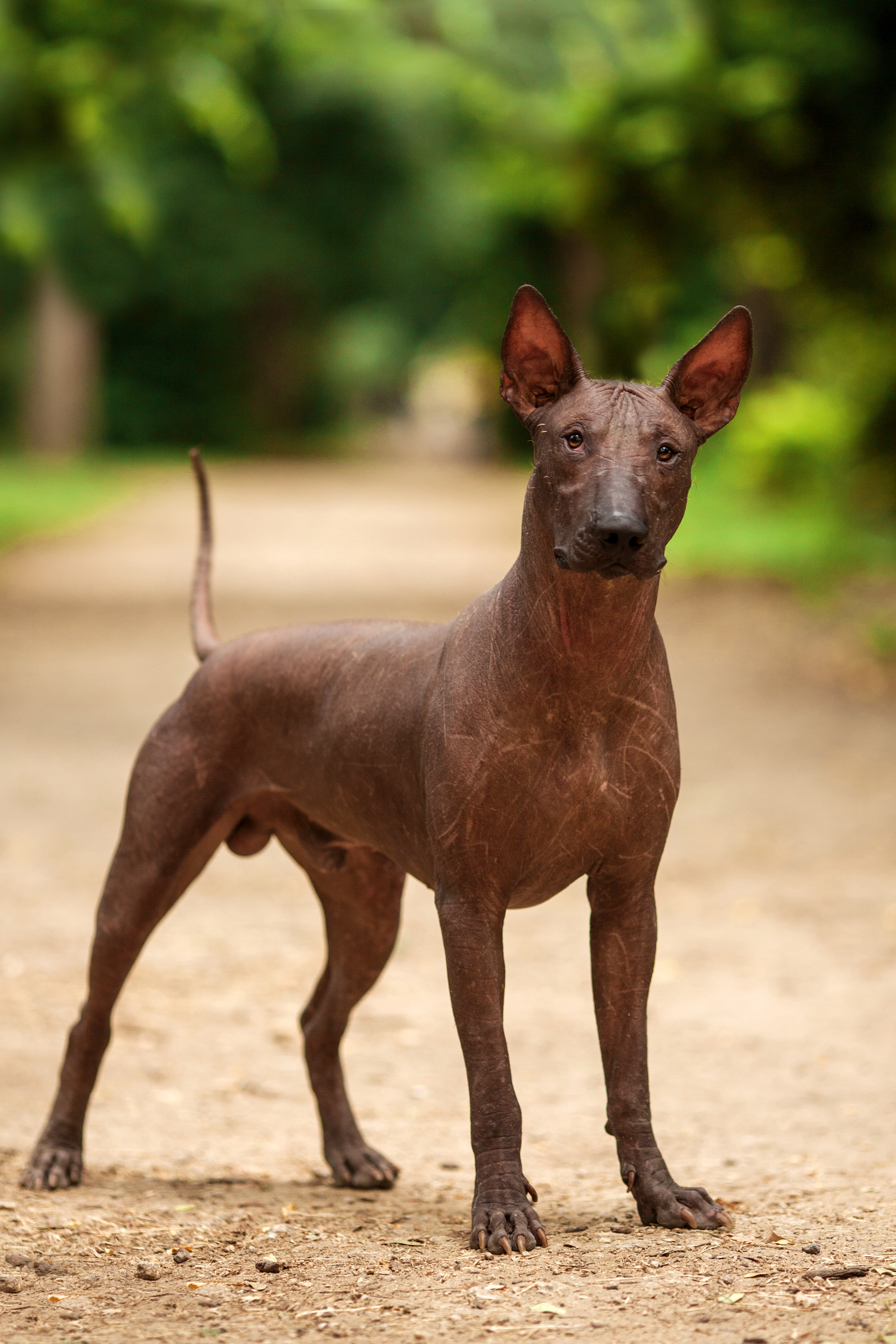 Xoloitzcuintli (Mexican hairless dog)