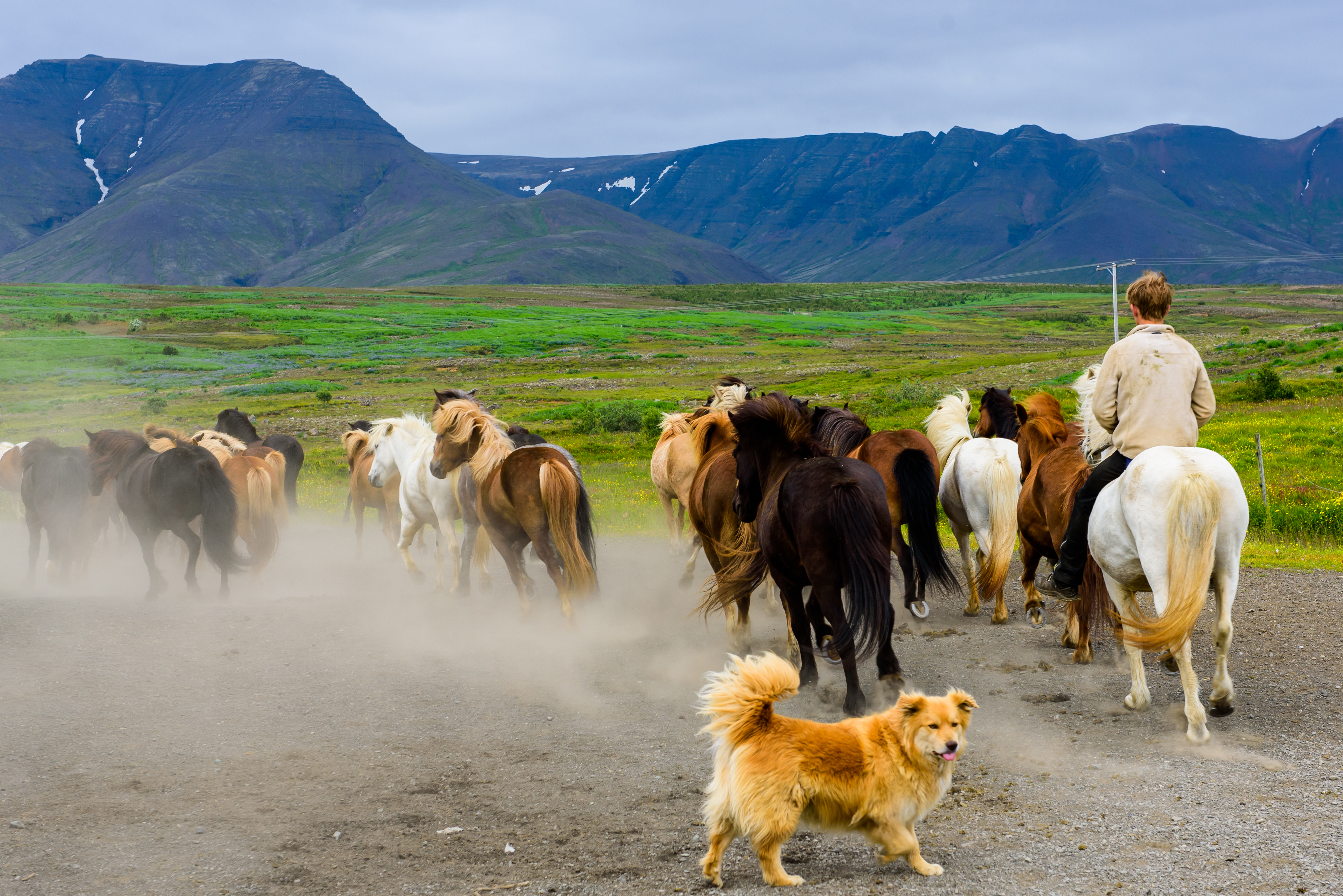 Icelandic sheepdog at work