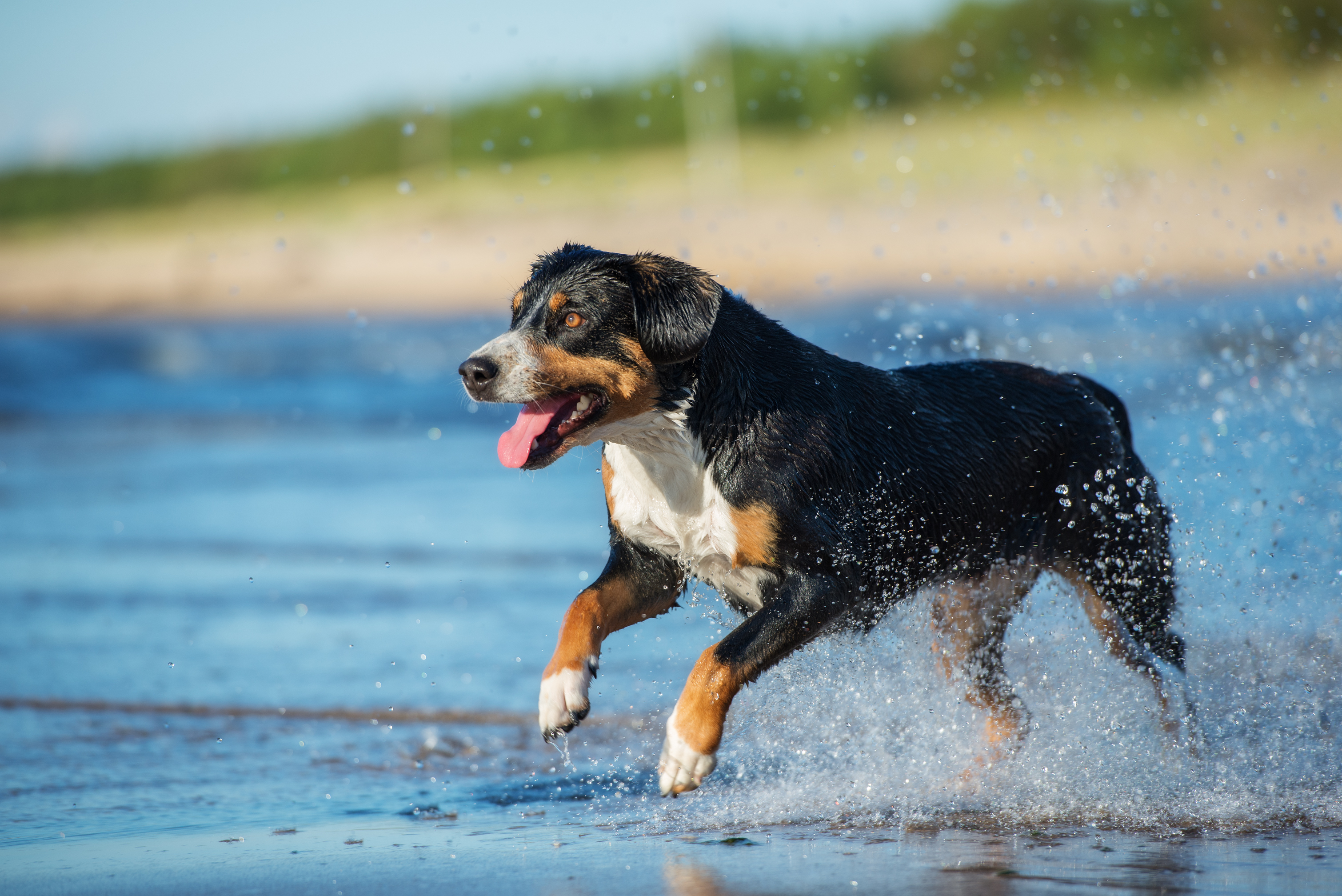 Entlebucher mountain dog plays in the water