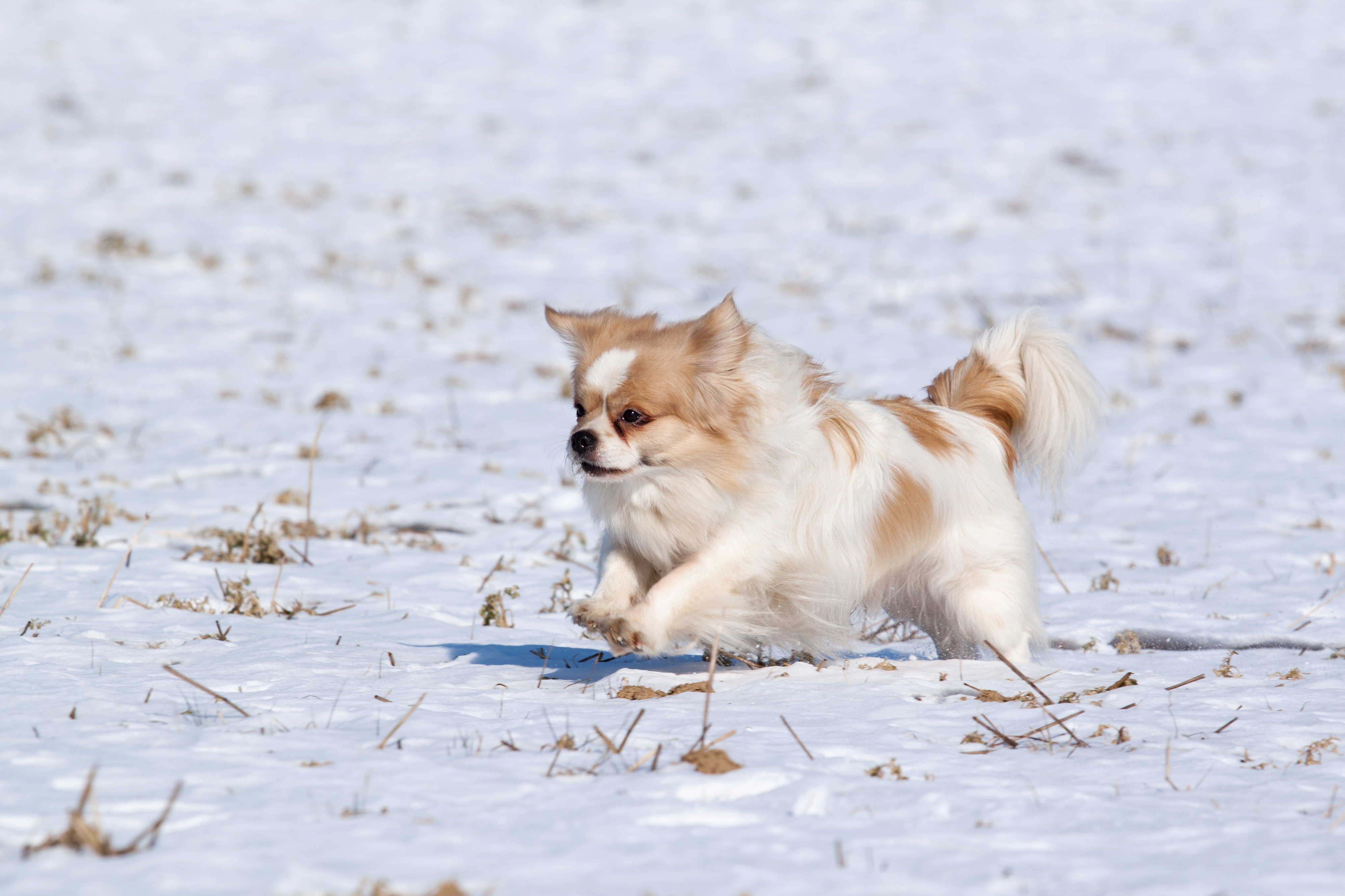 Tibetan spaniel