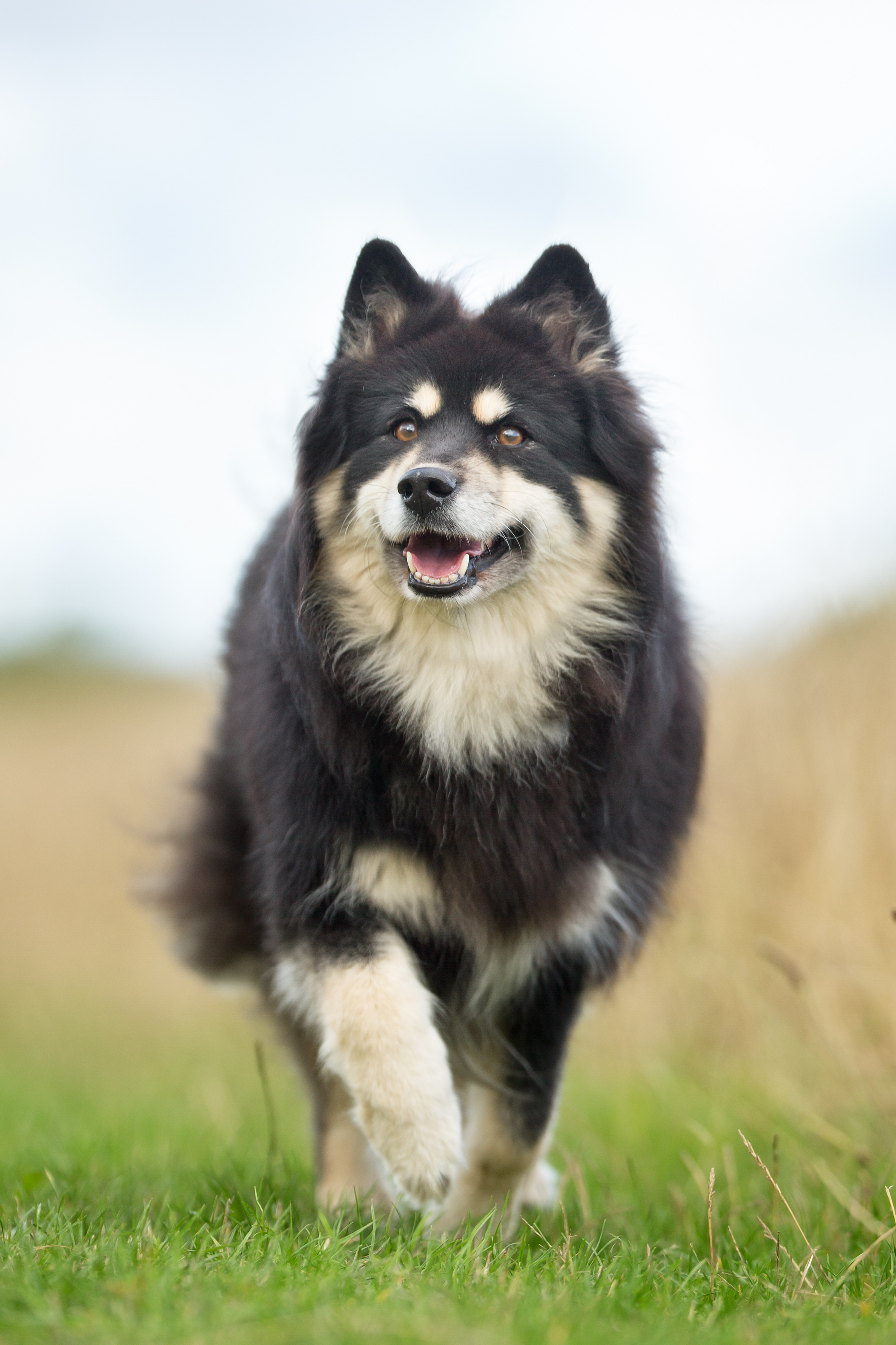 Finnish Lapphund (Lapinkoira)