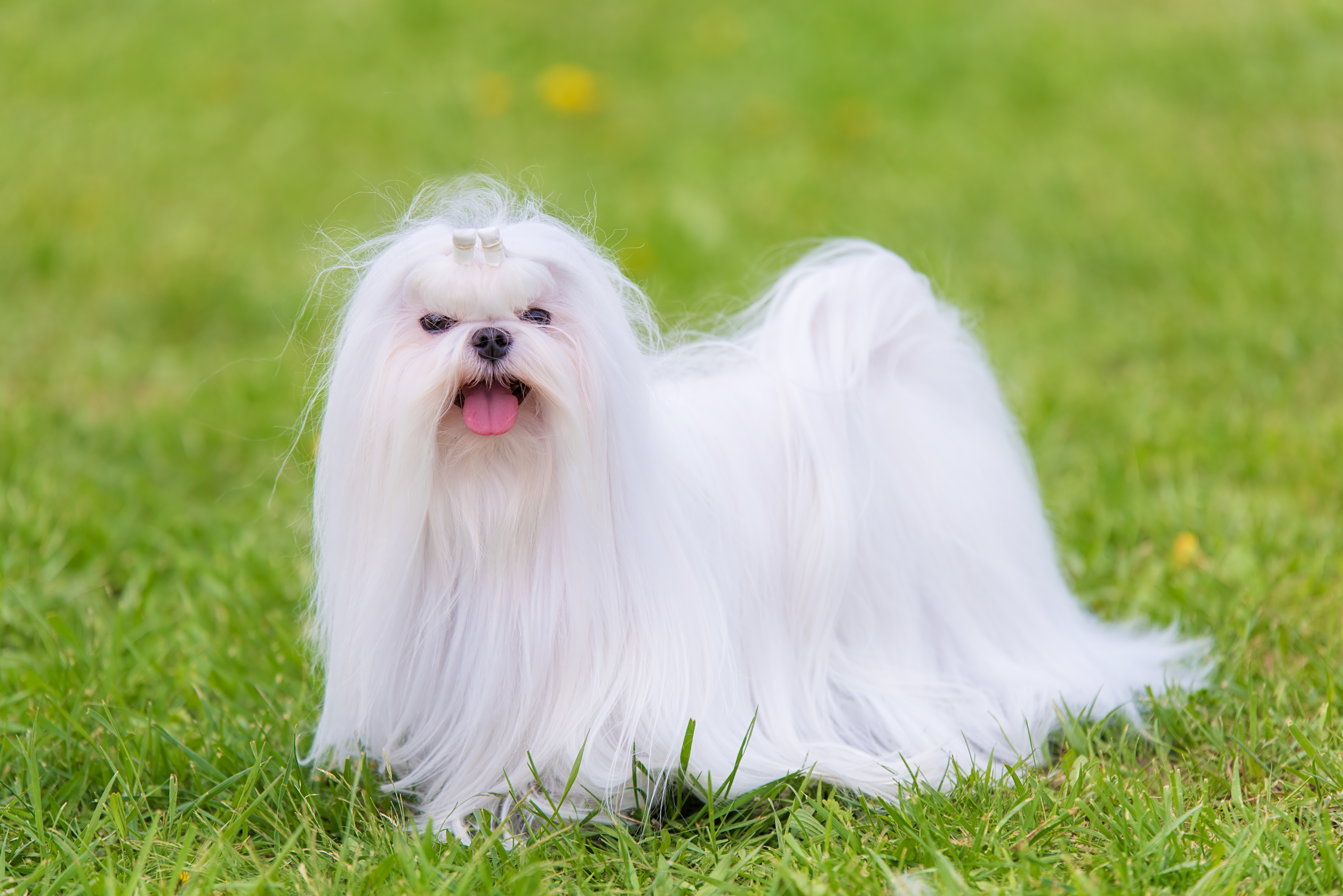 Maltese dog