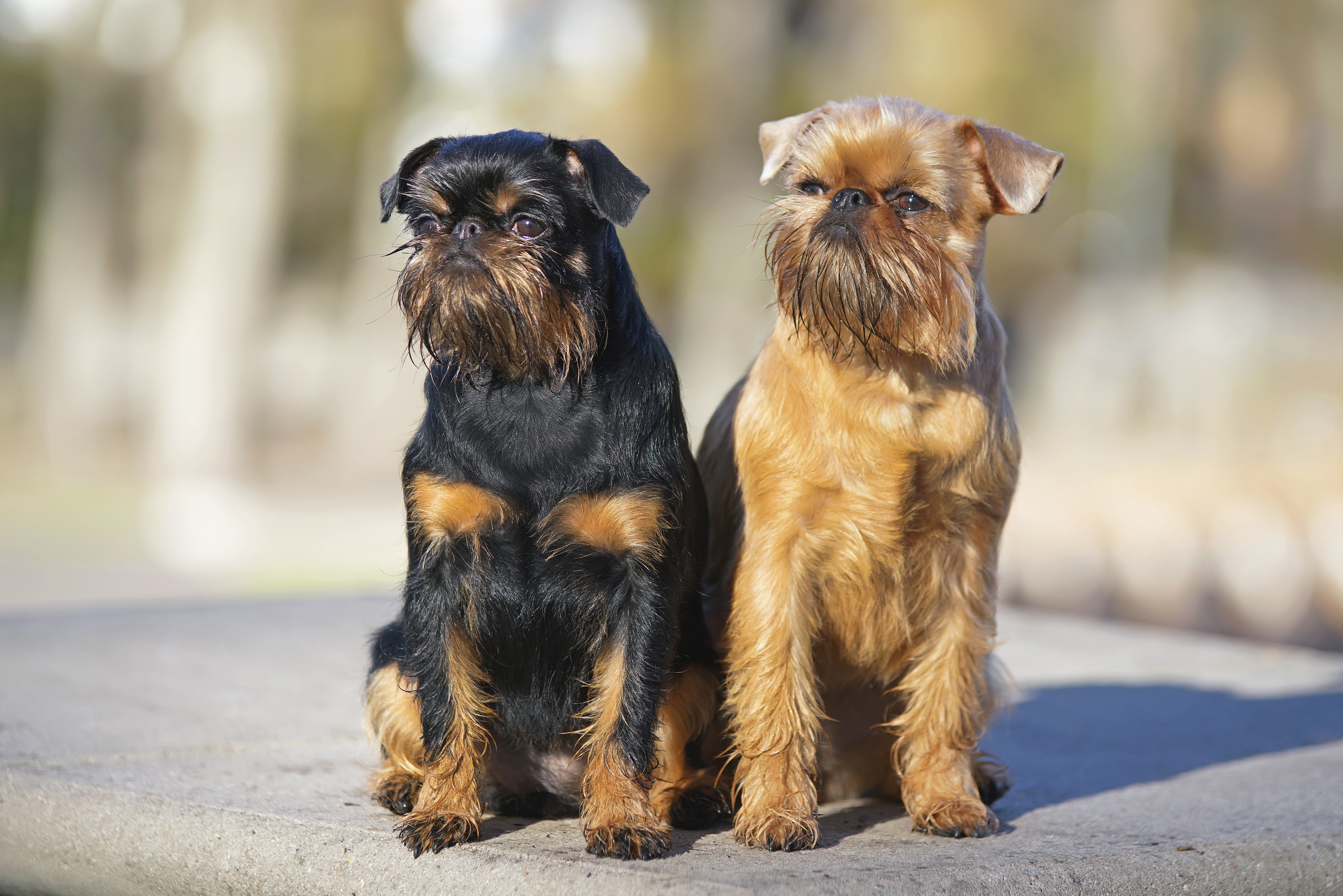 Brussels griffons