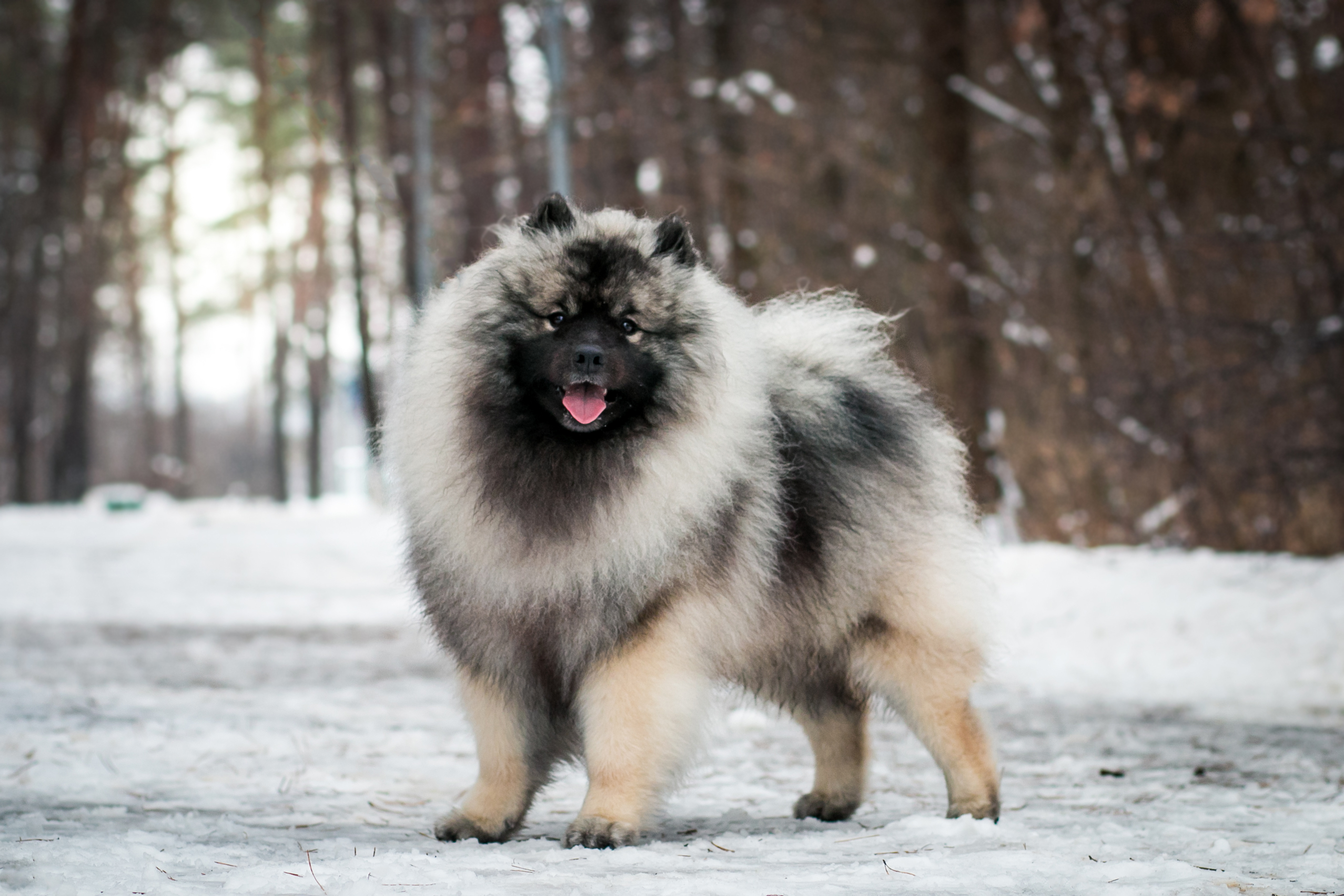 Keeshond