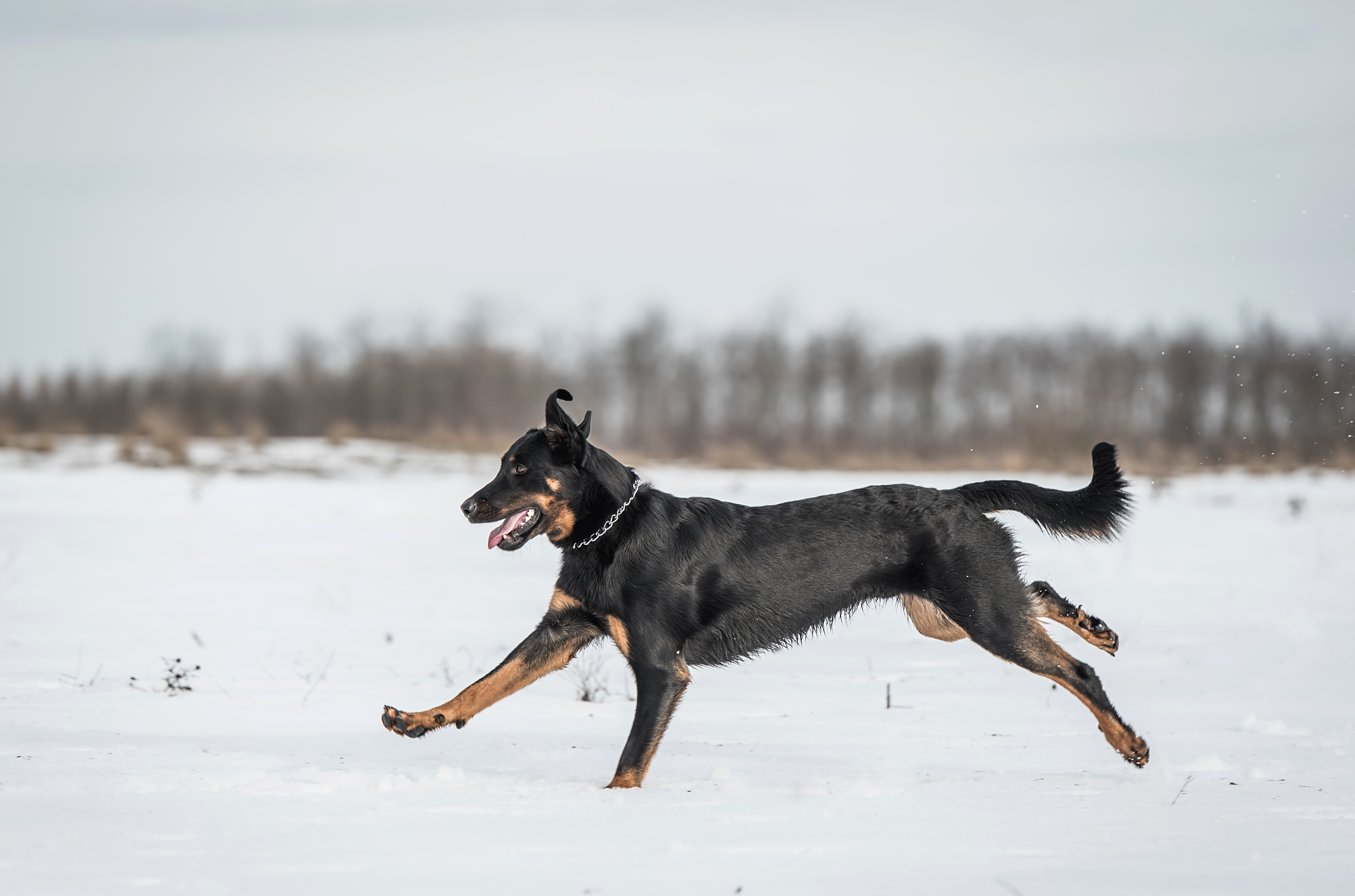 A Beauceron runs in the snow