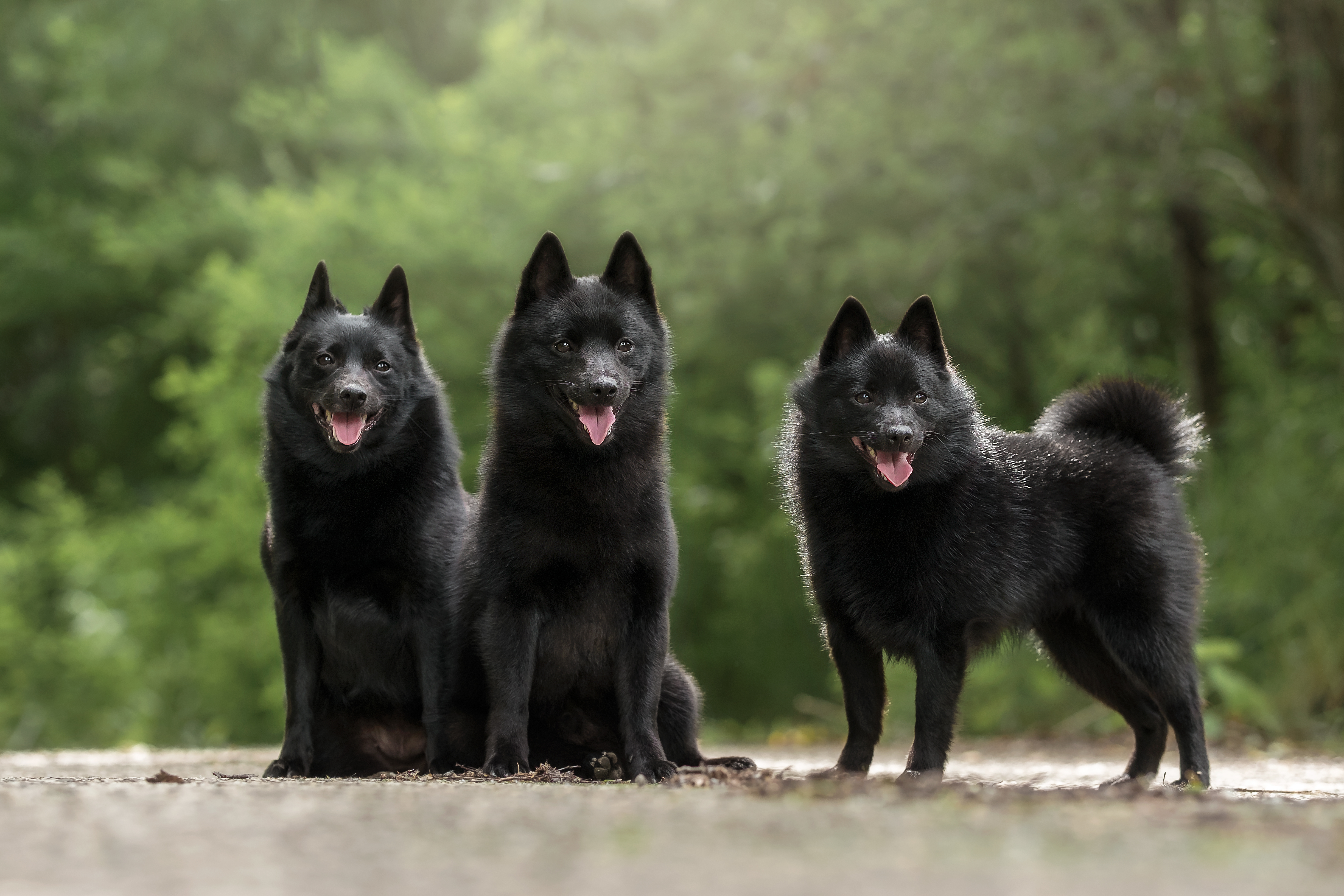 Schipperke dogs