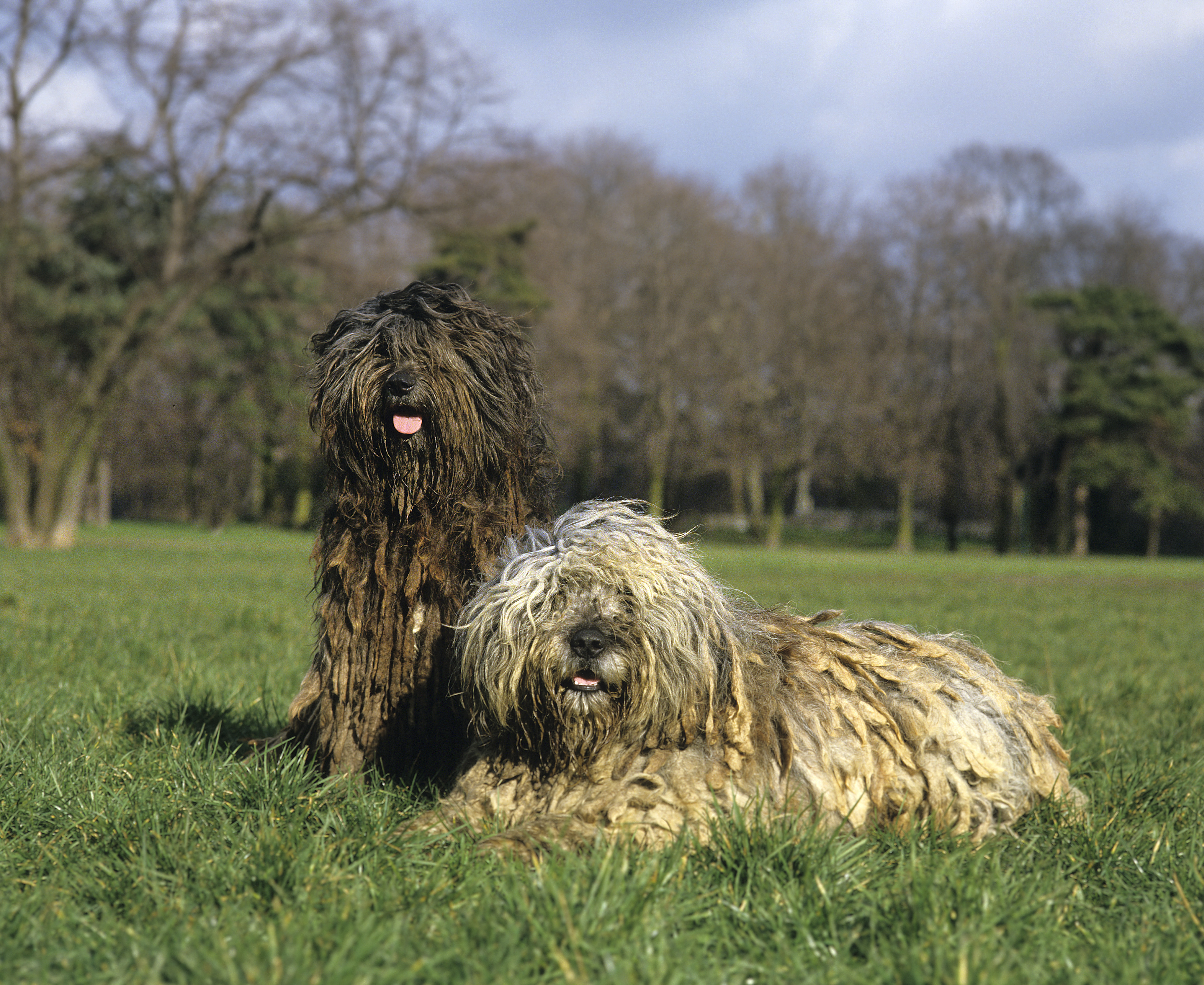 Two Bergamasco dogs