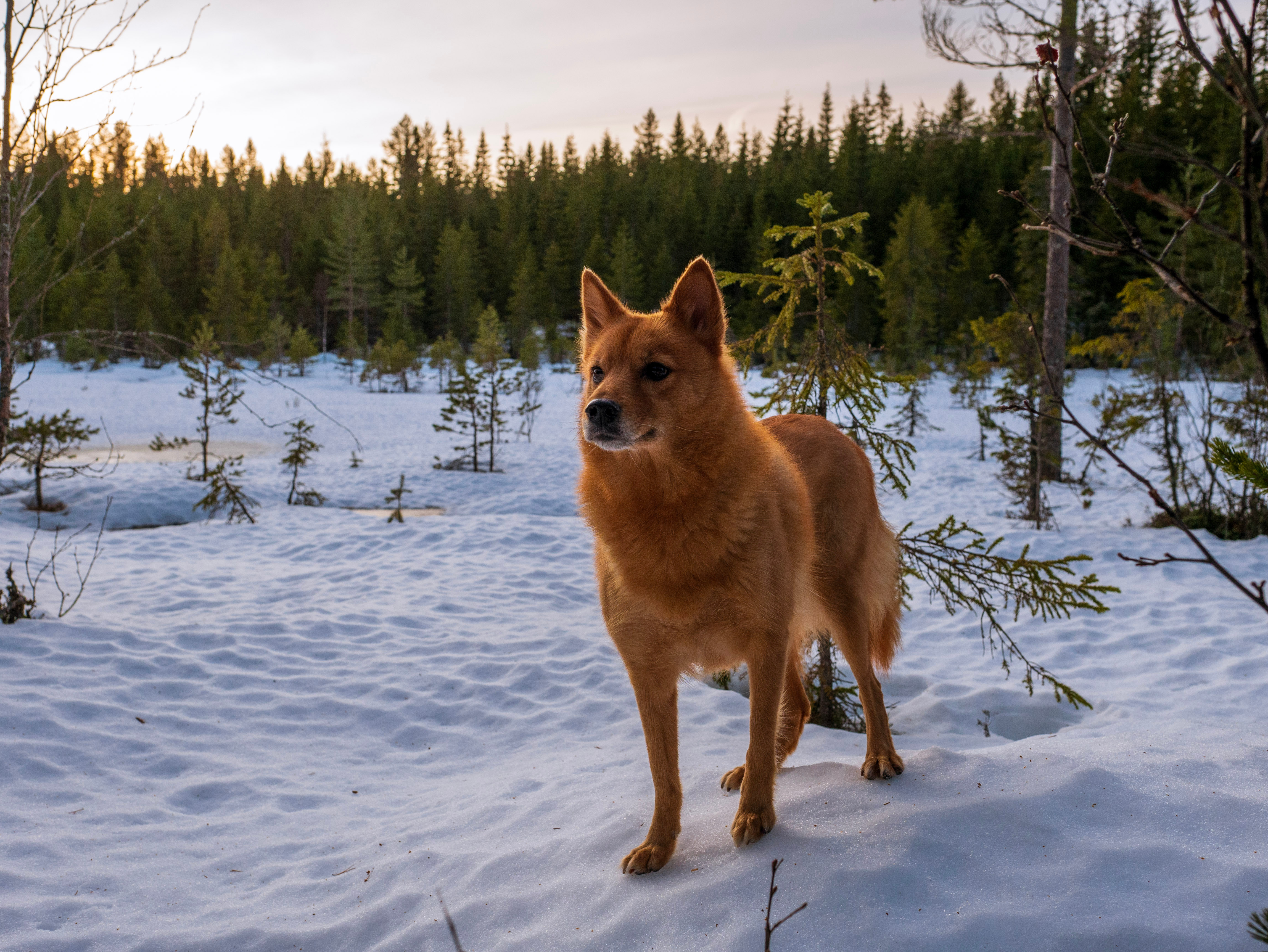 Finnish spitz, a dog of the Arctic