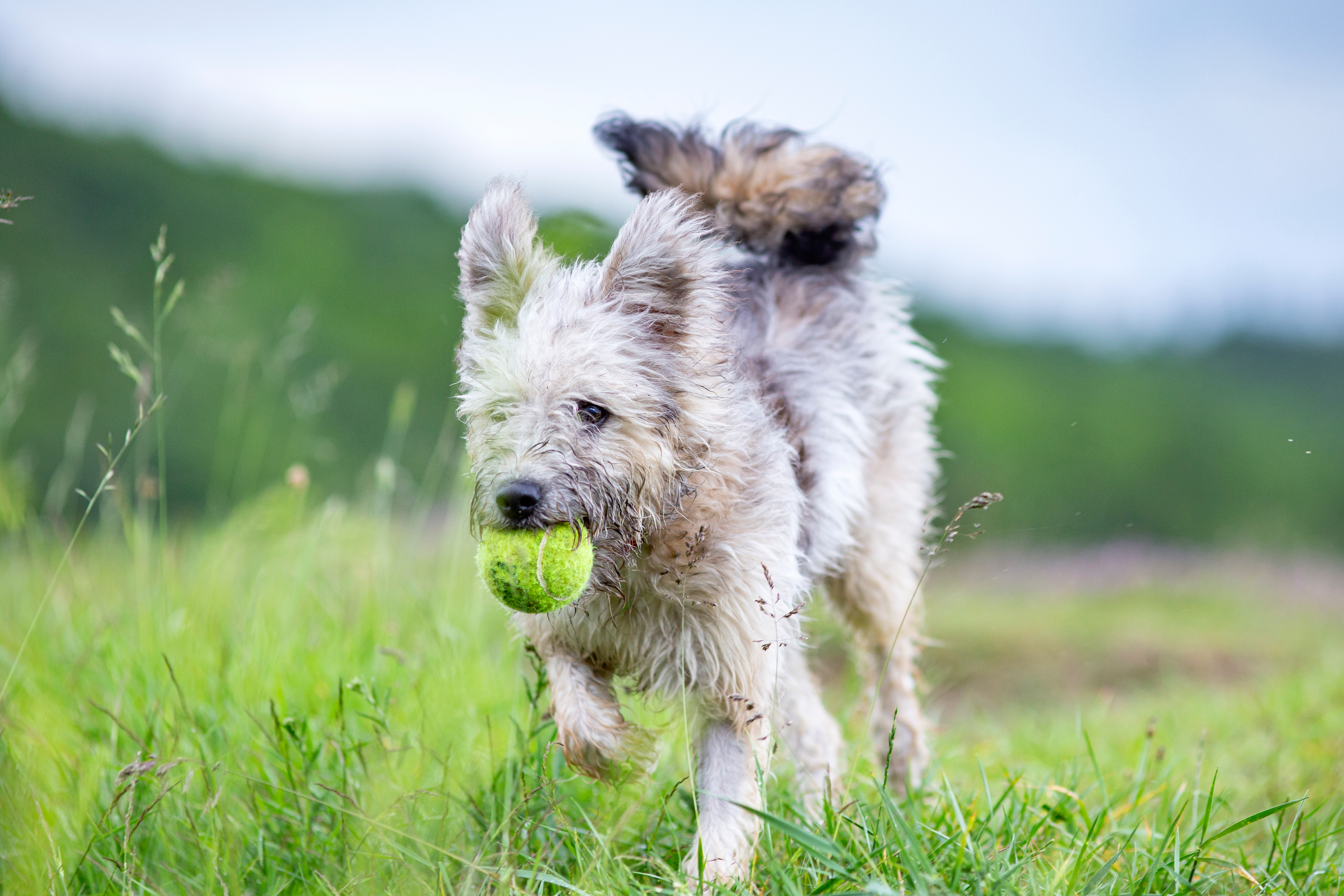 Pumi, a Hungarian herding dog breed