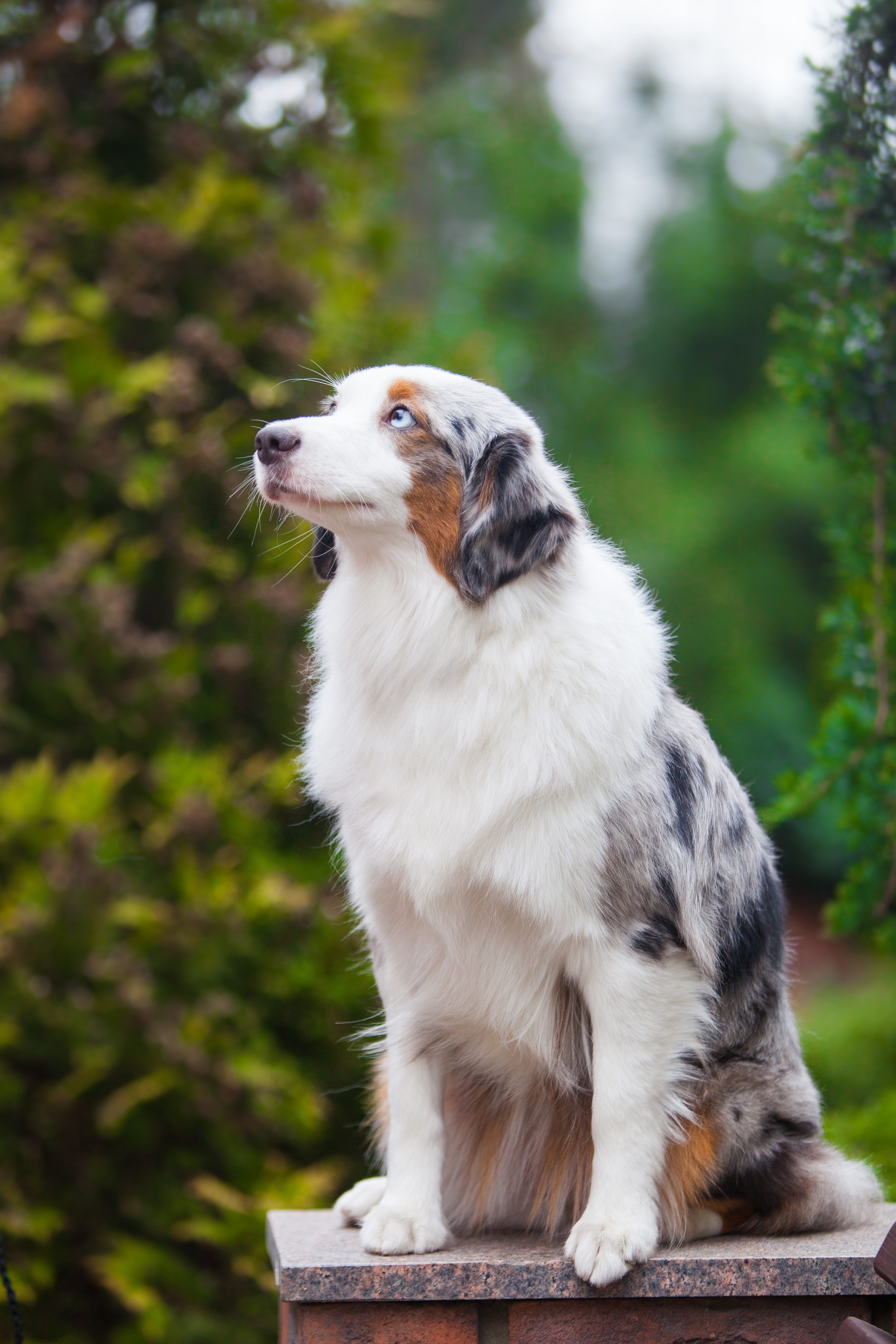 Miniature American shepherd