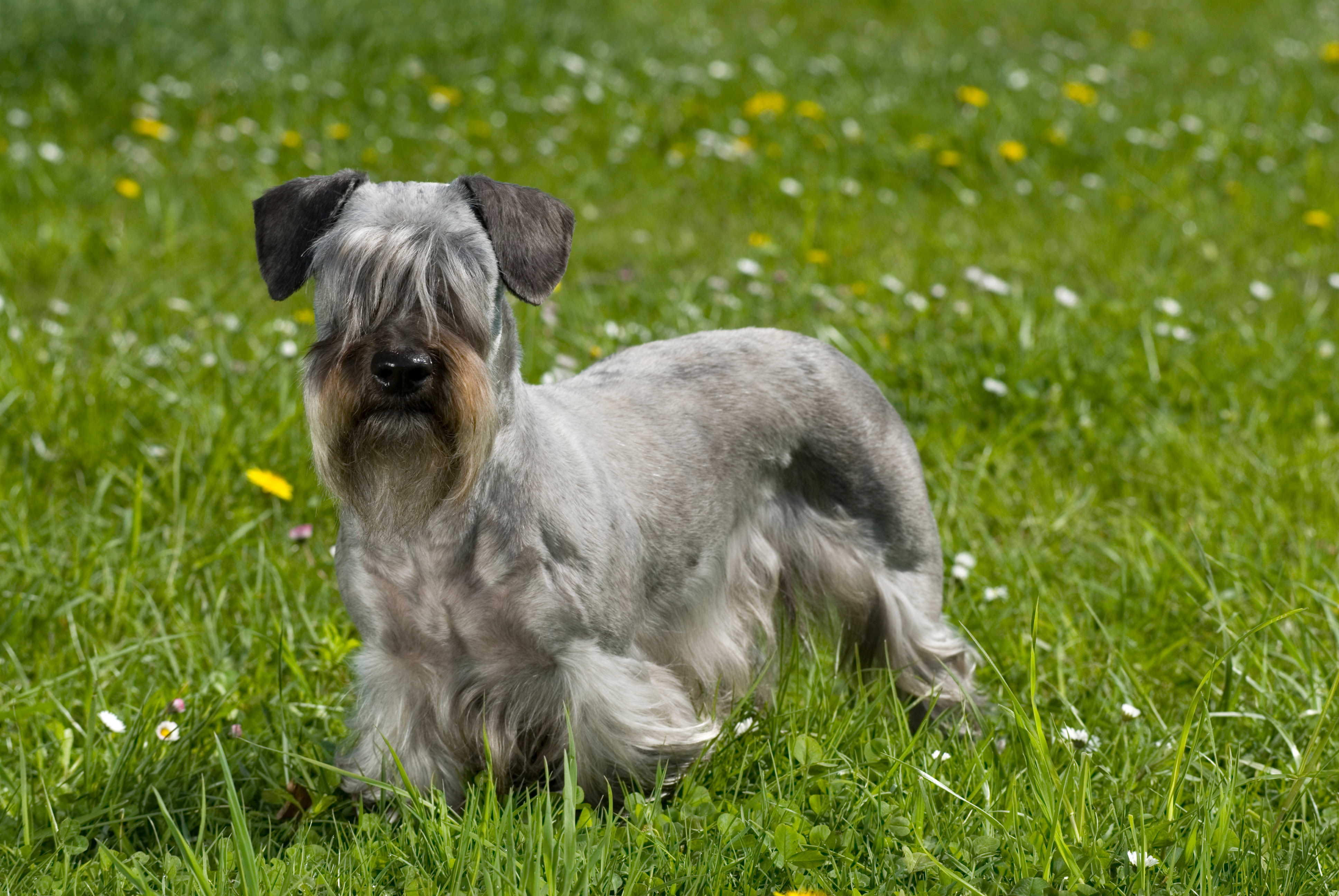 Cesky terrier