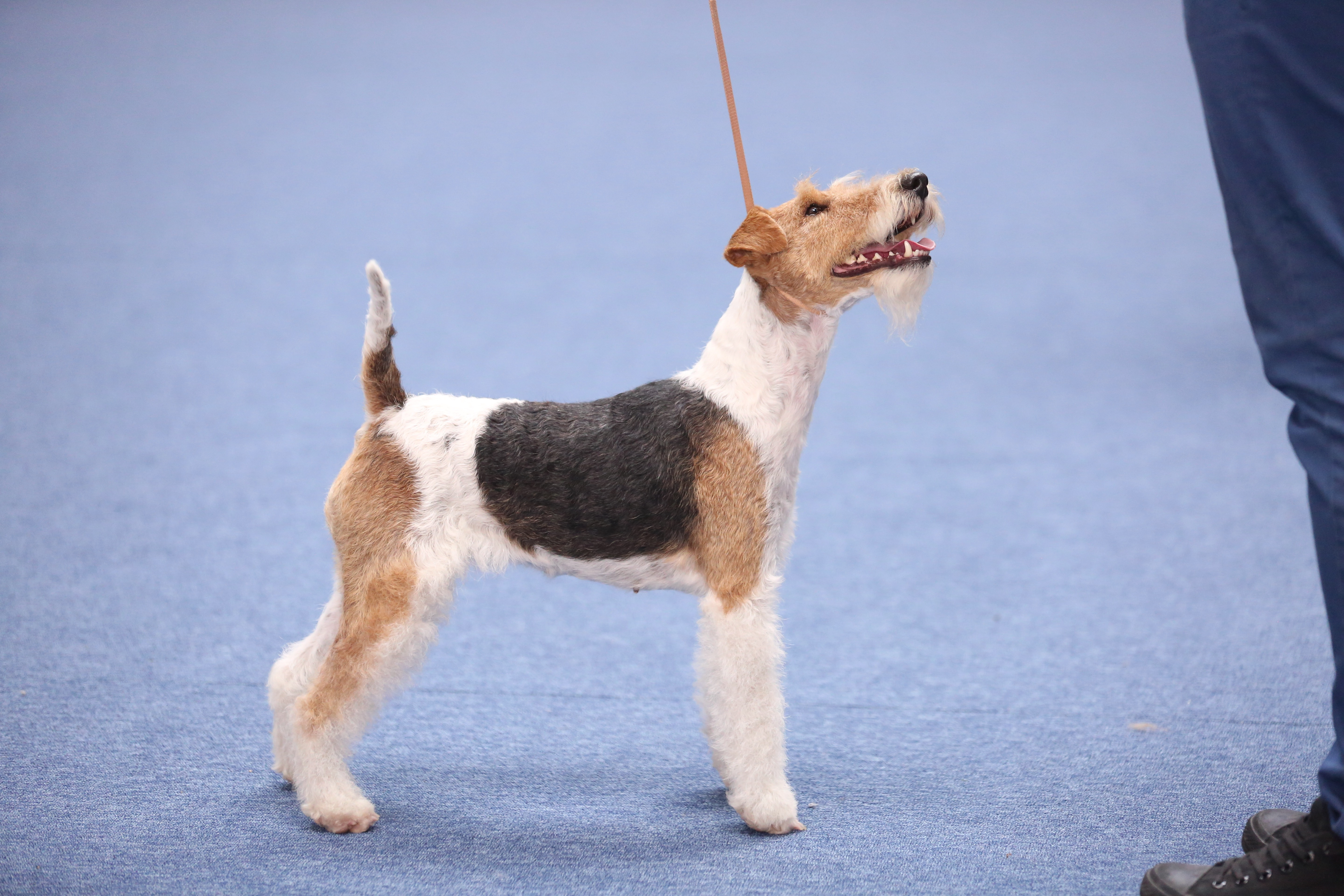 Wire fox terrier at a dog show