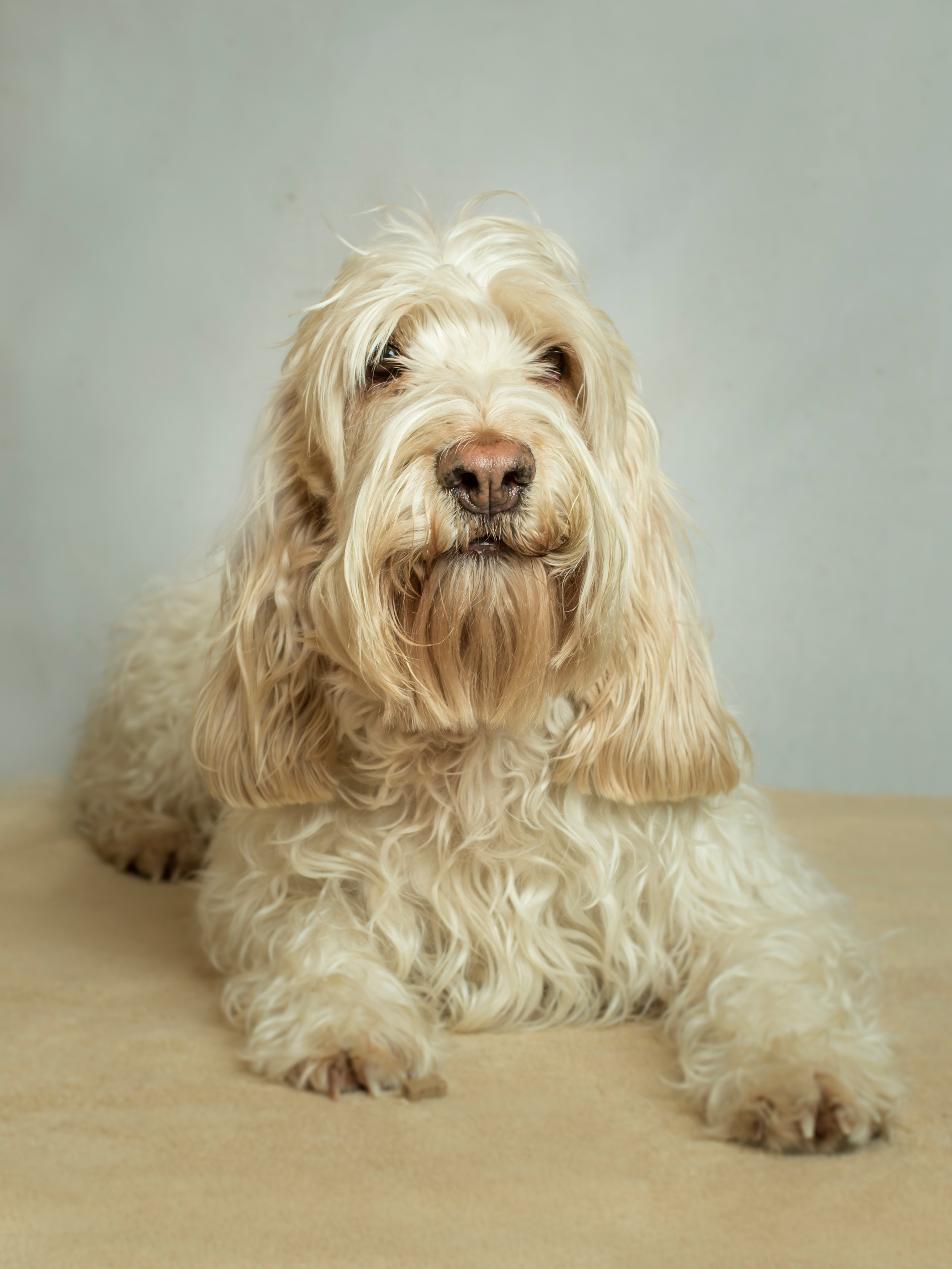 Grand basset griffon vendéen