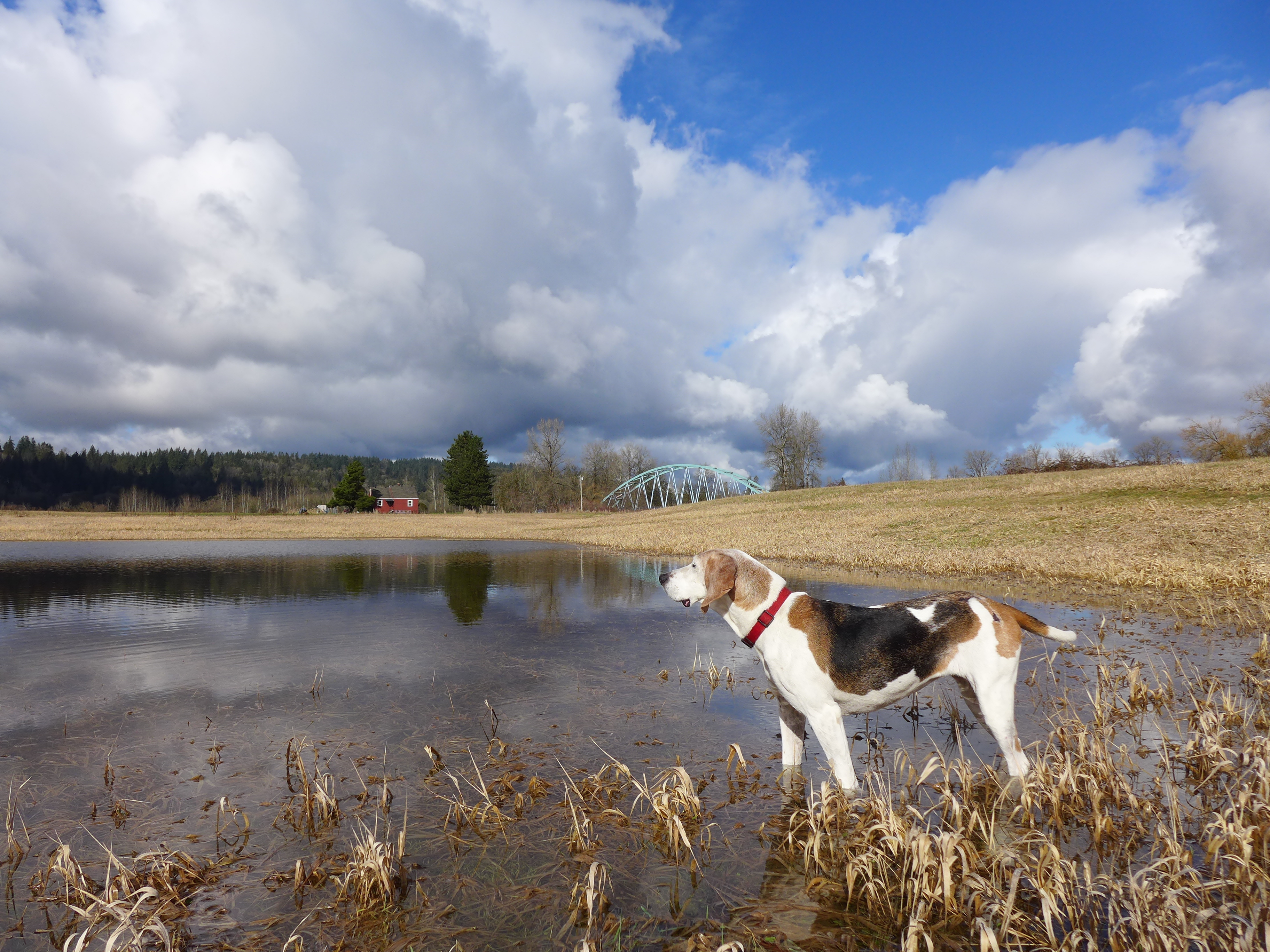 A treeing Walker coonhound explores outdoors