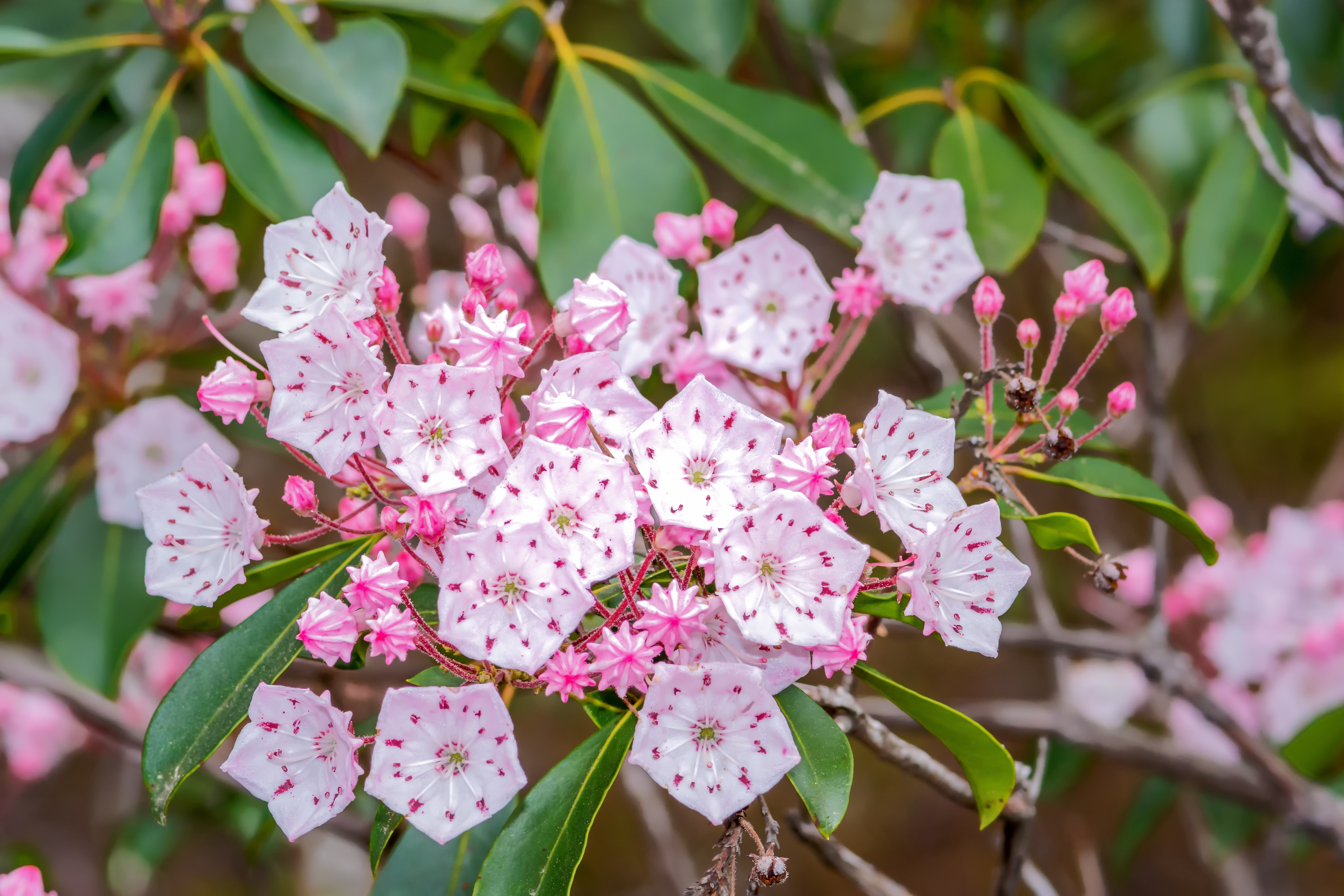 Flowers of the mountain laurel