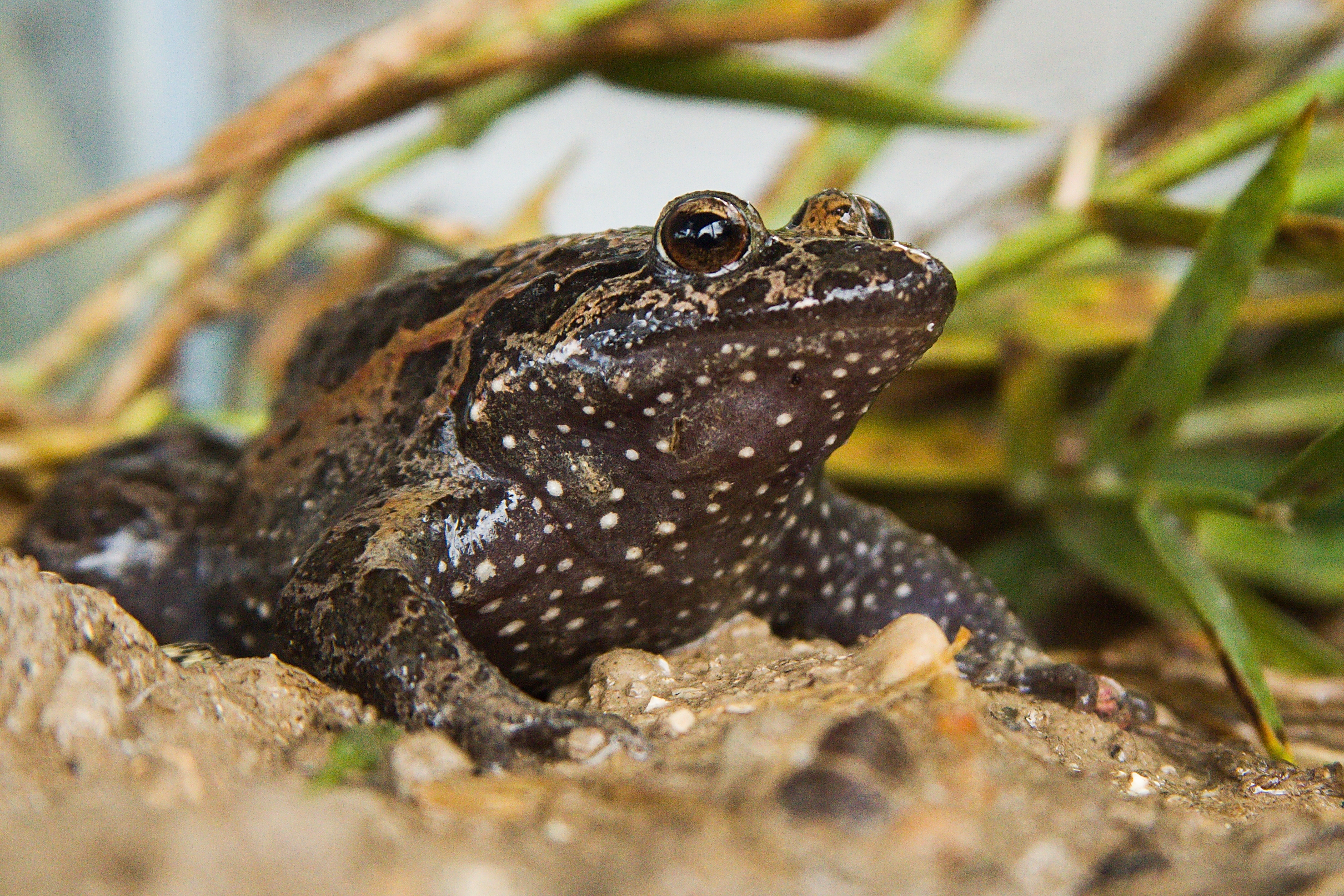 The critically endangered Hula painted frog