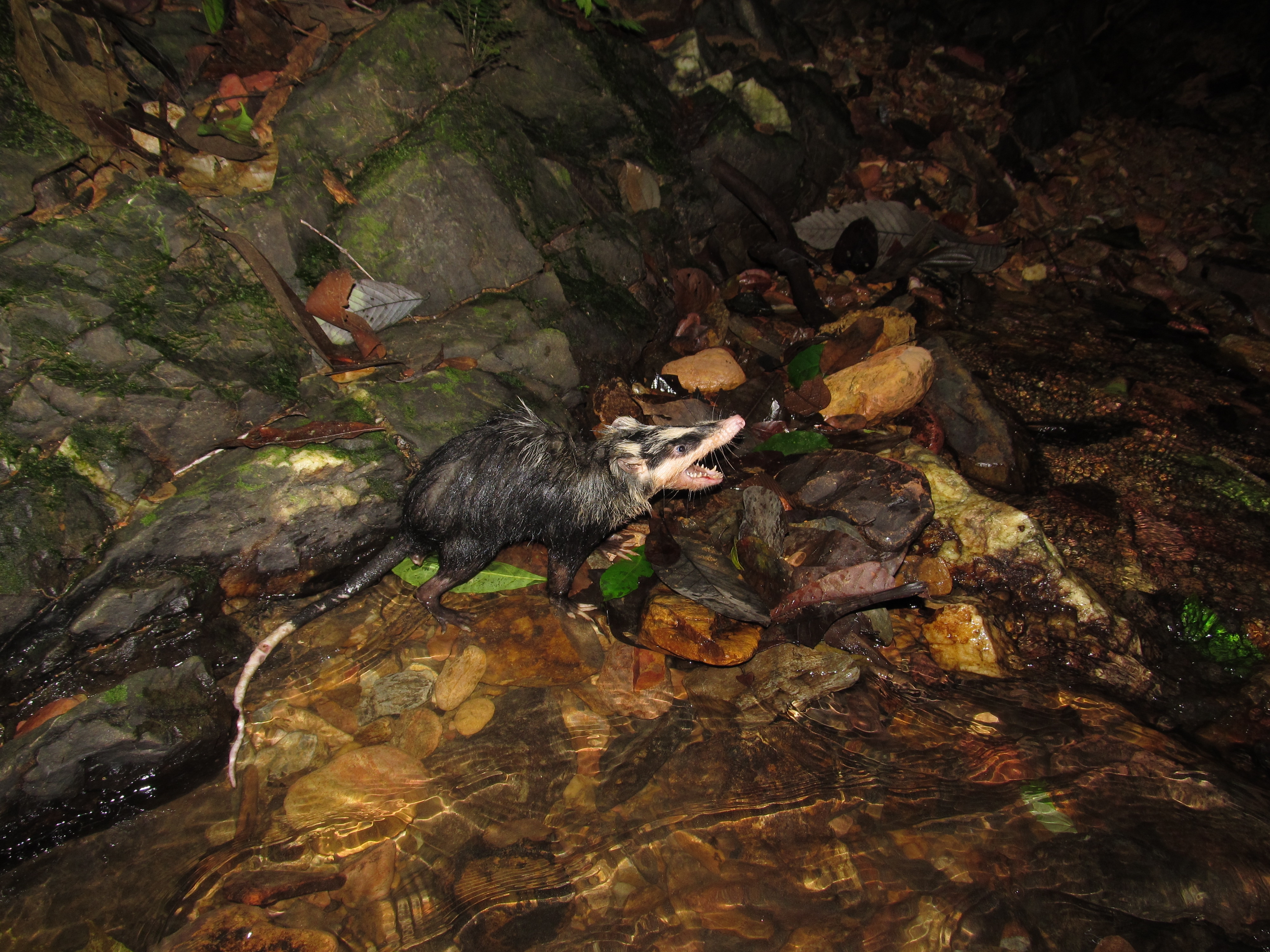 Moon rat, an Asian mammal of the hedgehog family