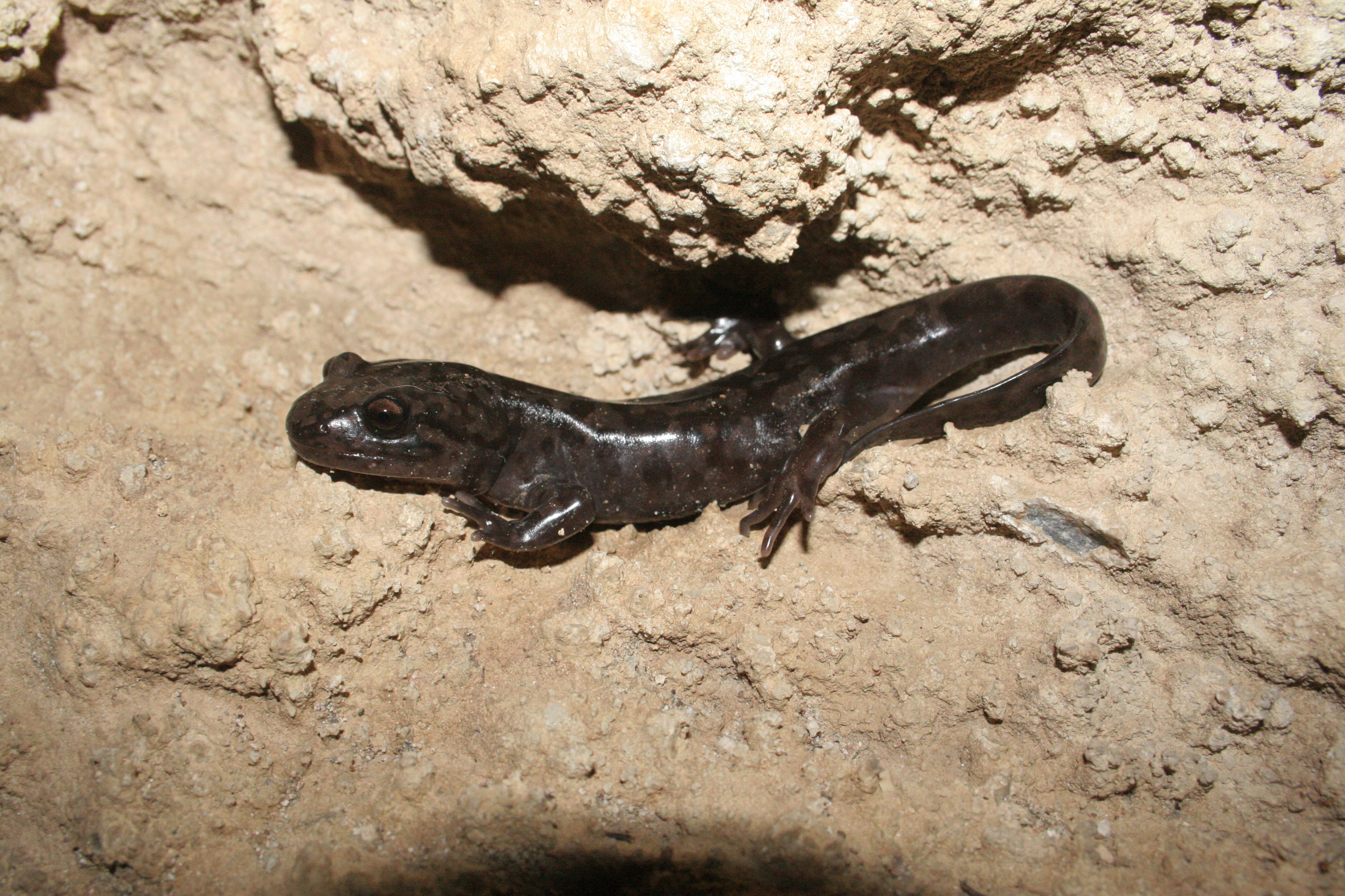 Pacific giant salamander