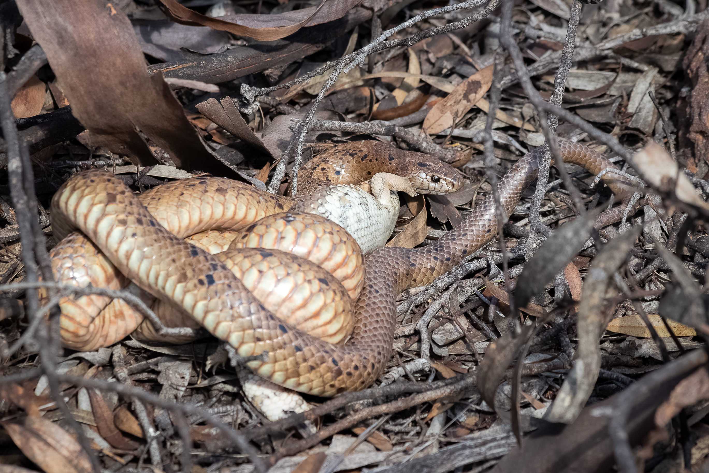 Dugite preys on a lizard