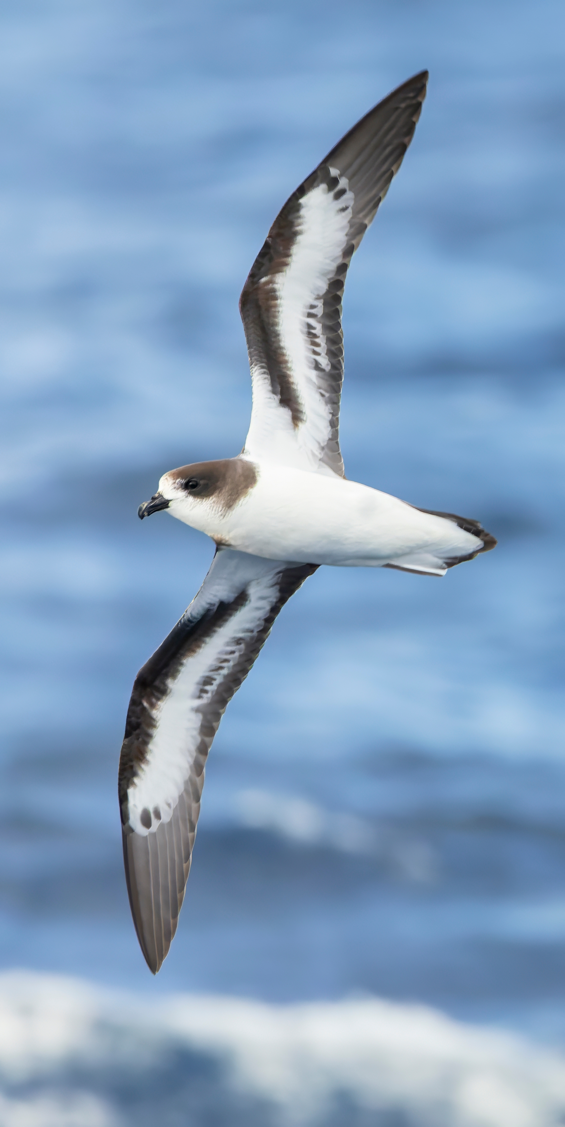 A Bermuda petrel (cahow) soars above the ocean