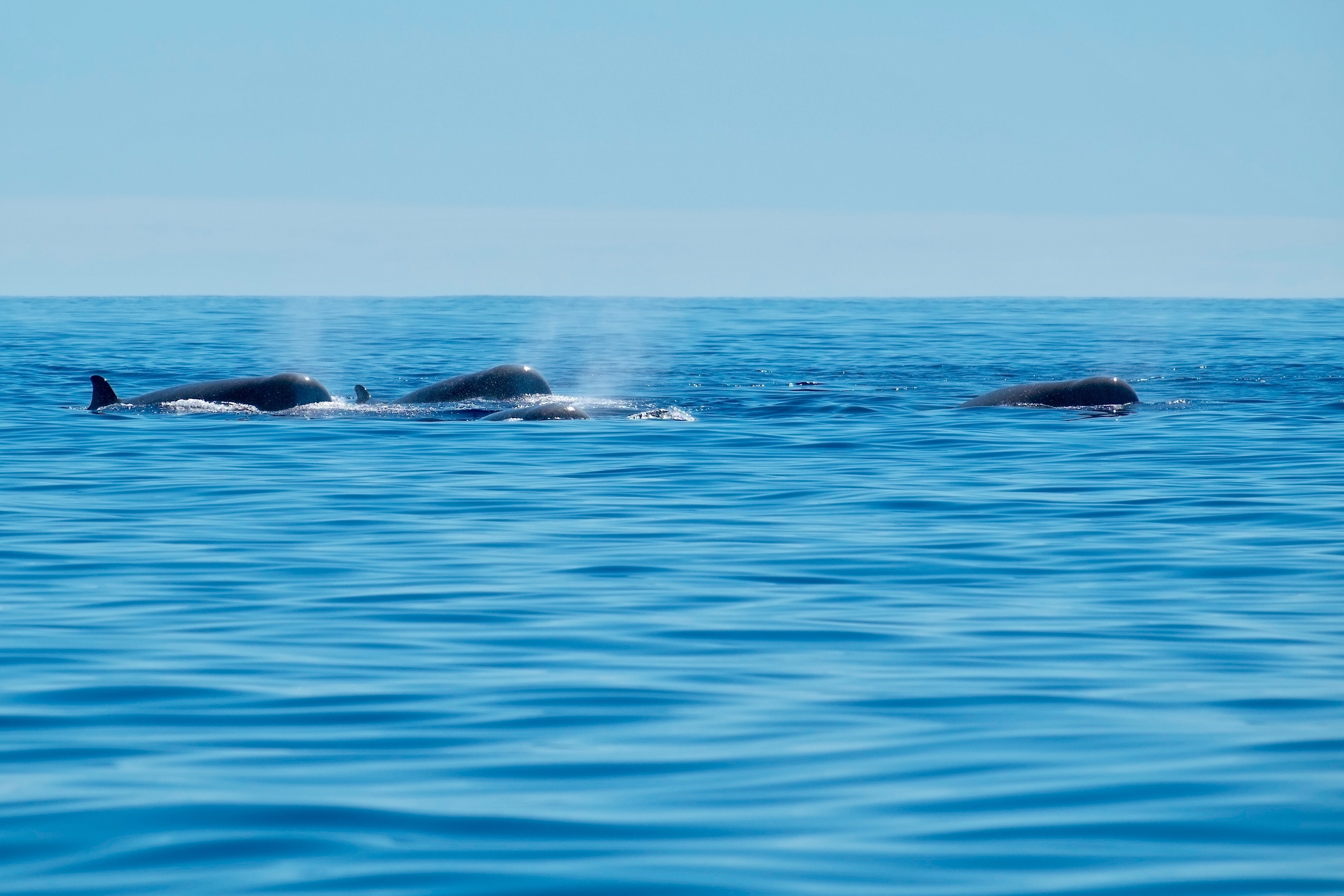 A pod (family group) of bottlenose whales in the Atlantic Ocean