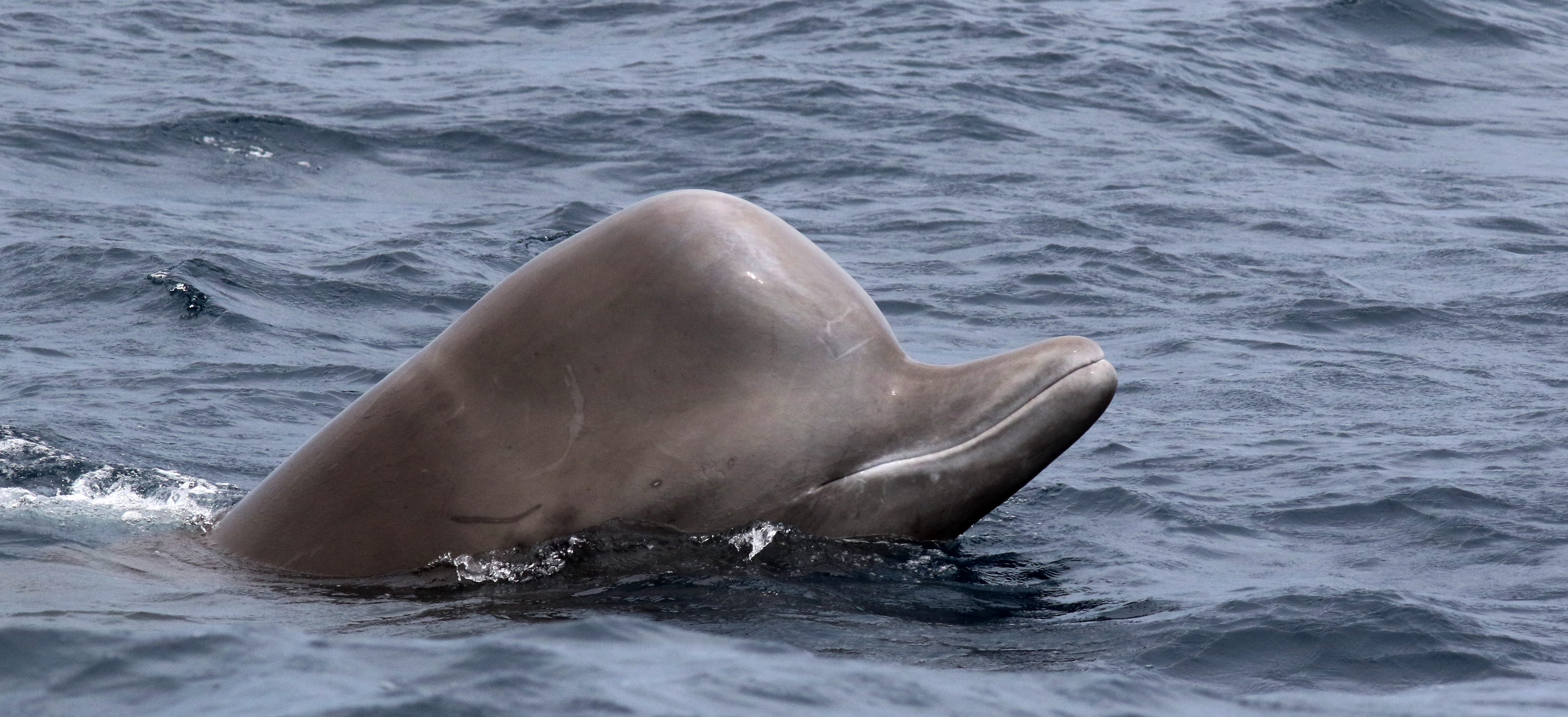 A bottlenose whale emerges from the ocean