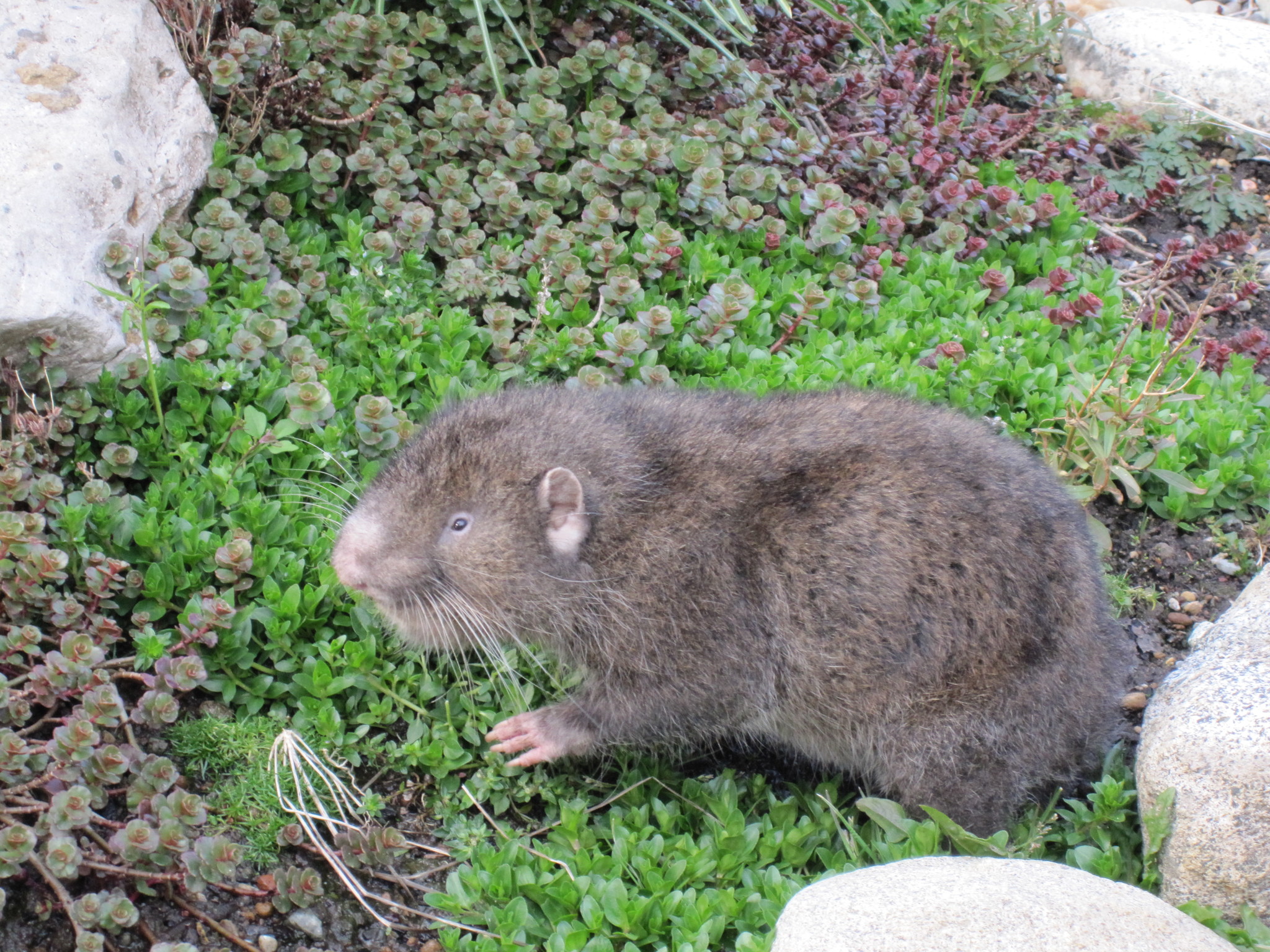 Mountain beaver, a North American rodent