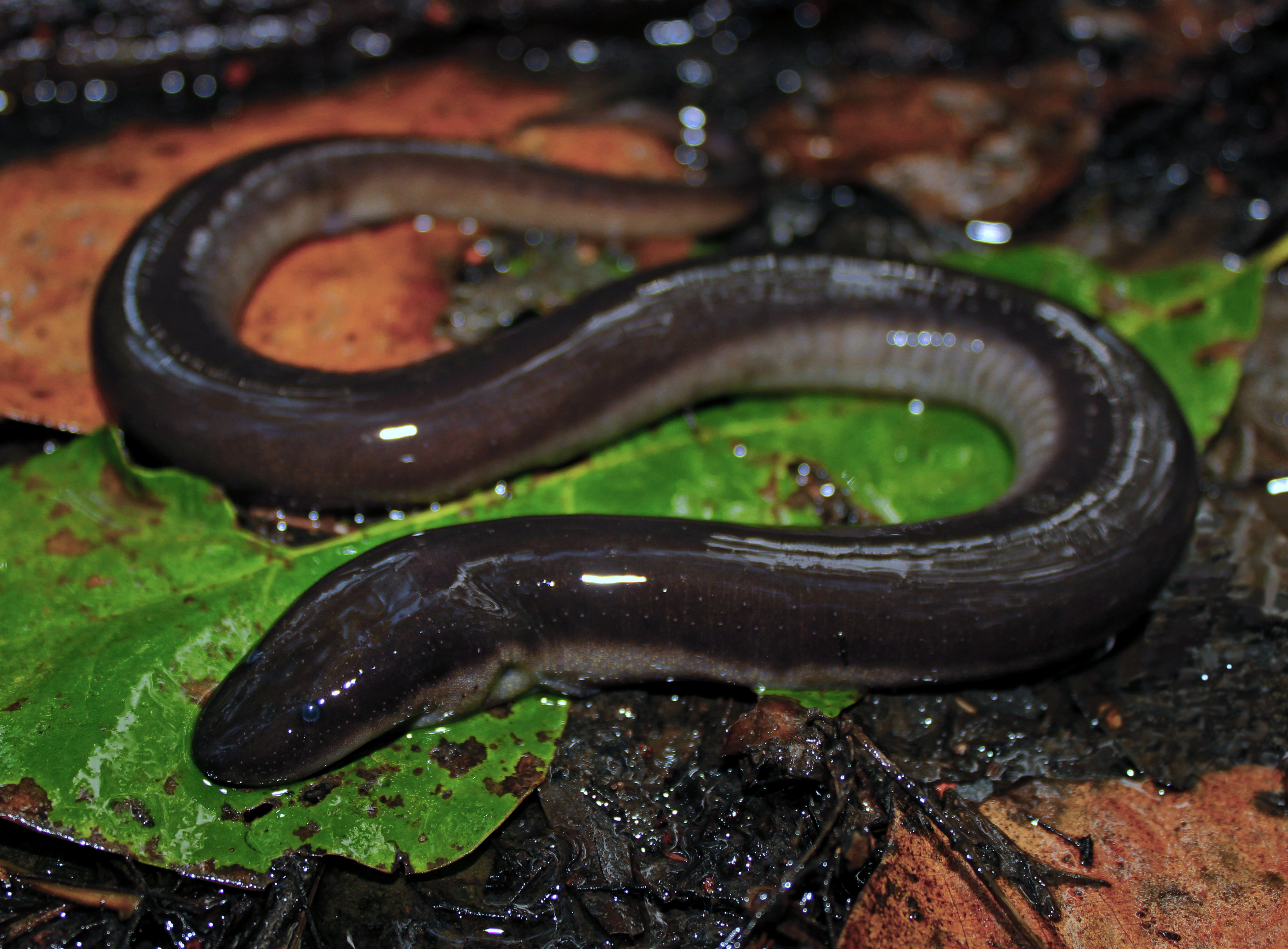 Three-toed Amphiuma