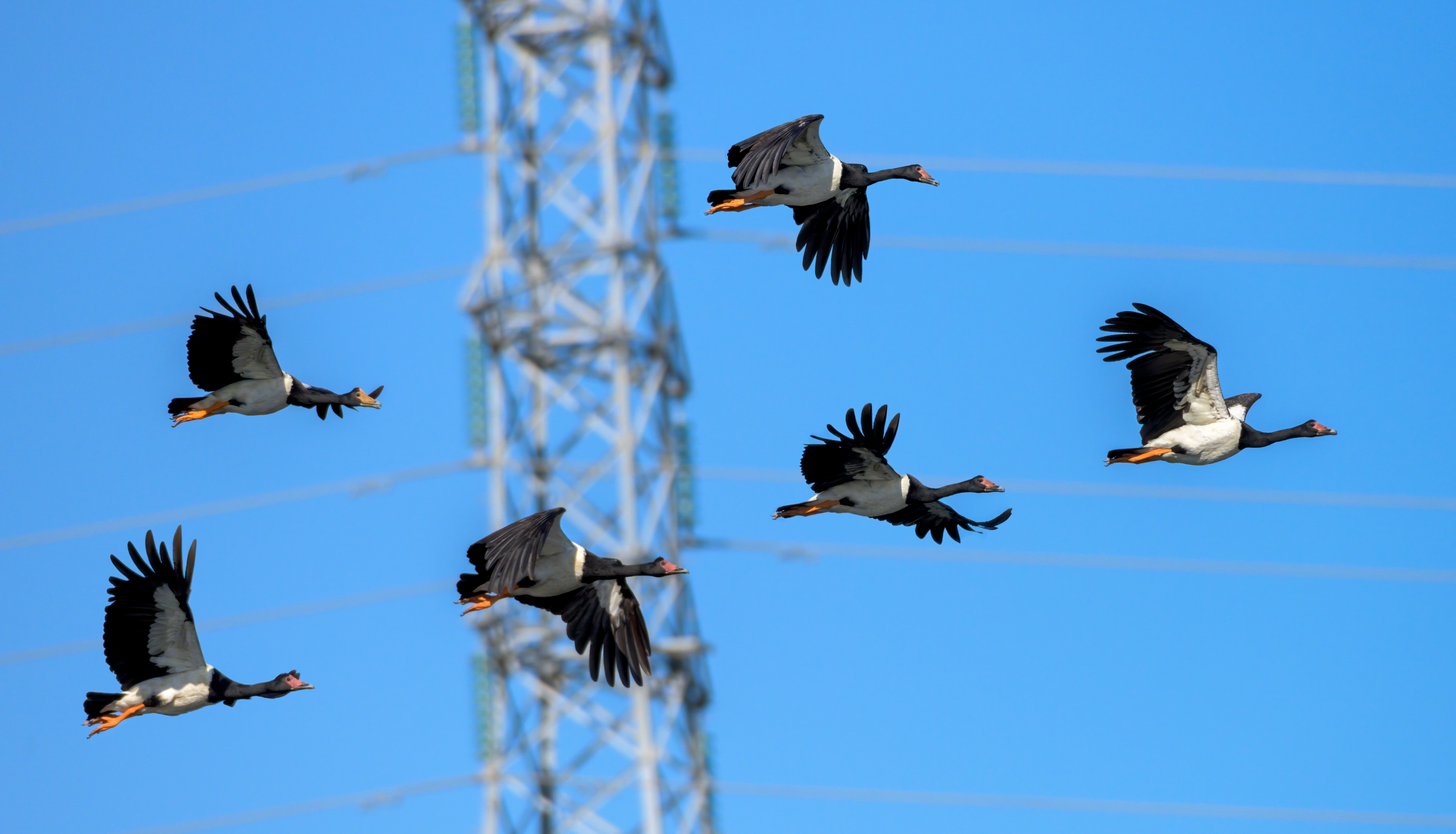 Flock of magpie geese