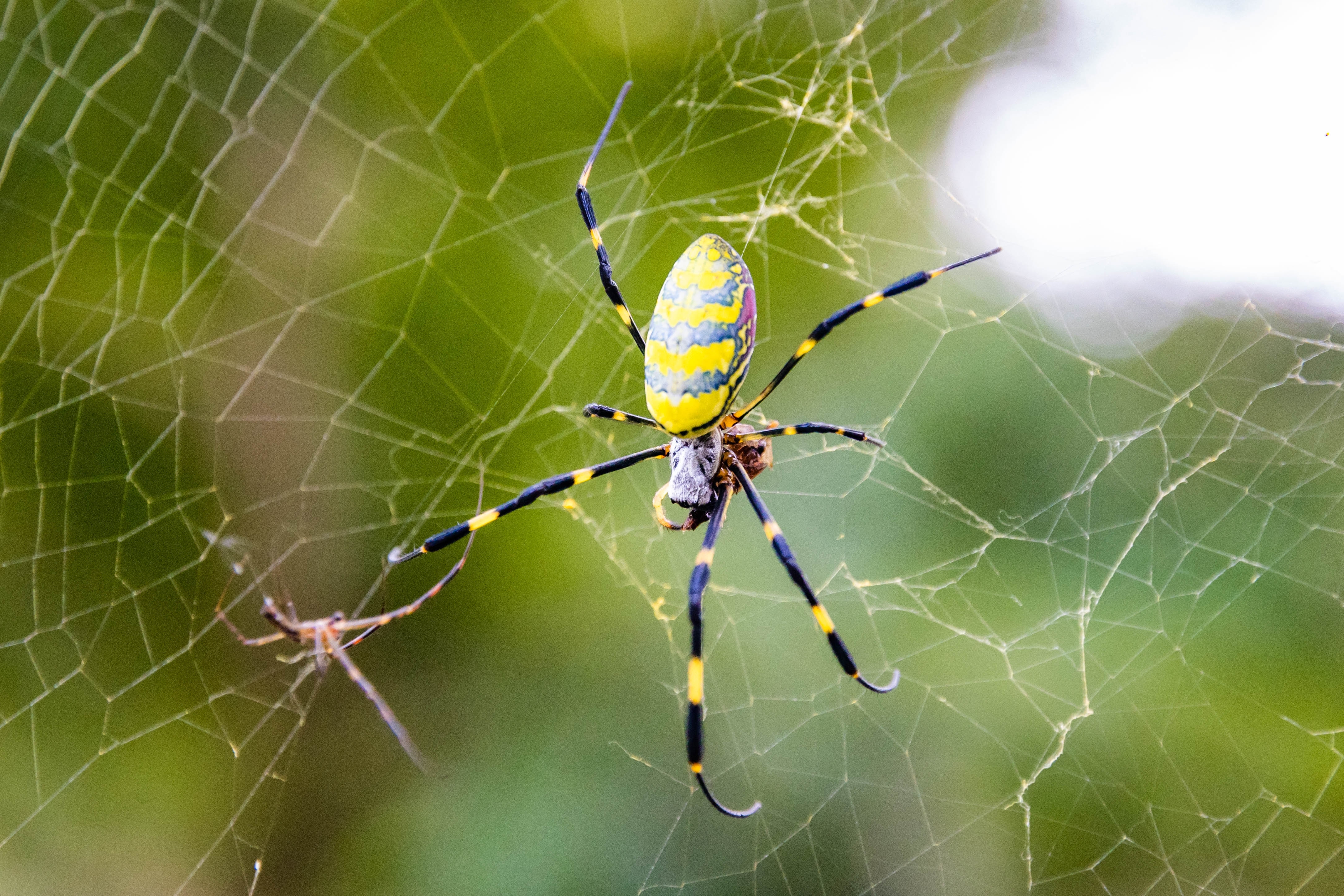 Female Joro spider